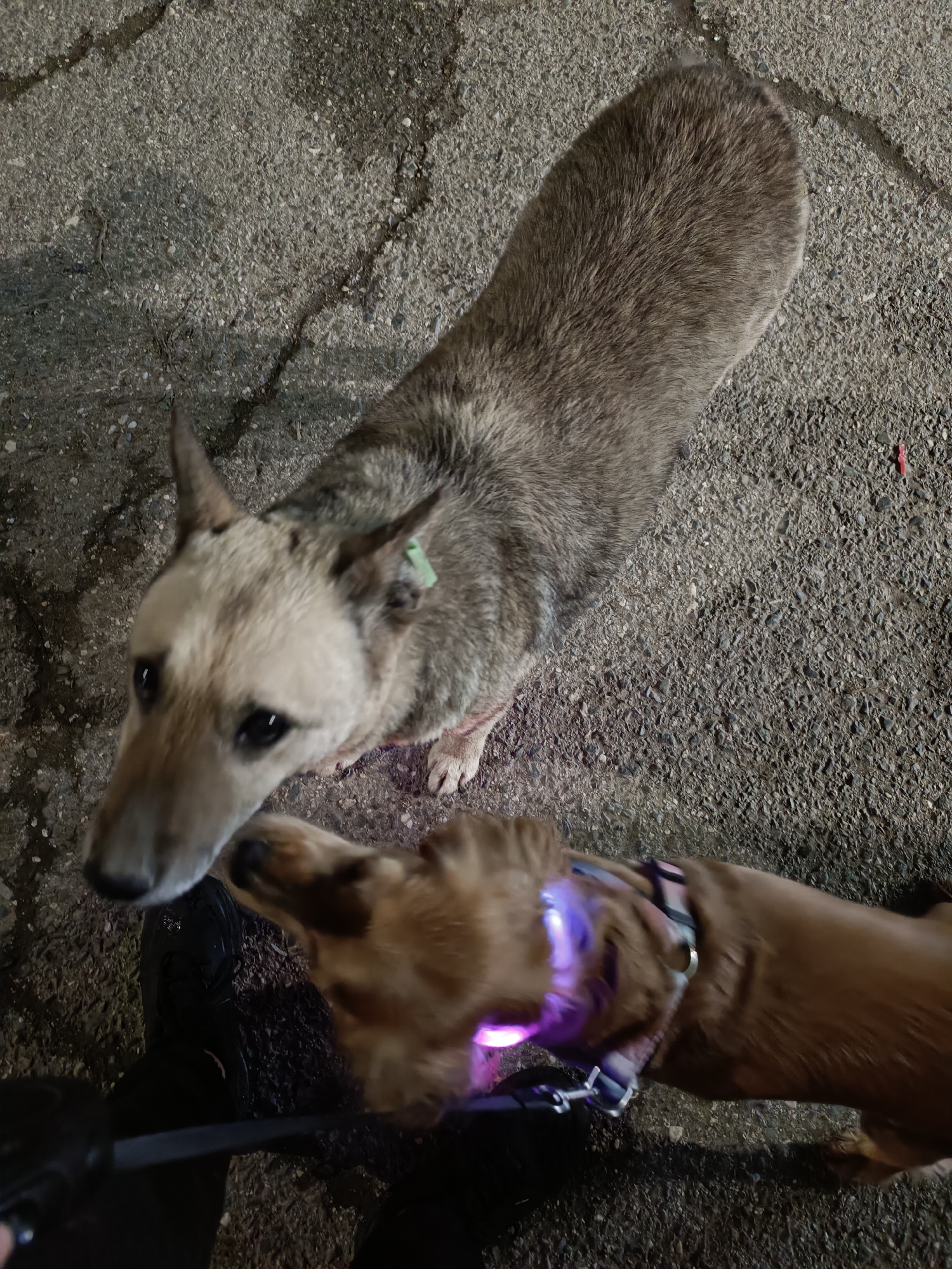 A high-angle shot shows two dogs standing on cracked asphalt. One dog is a medium-sized, grey and tan mixed breed looking up at the camera. It has pointed ears and a green tag attached to one ear. The second dog, a smaller brown dog wearing a glowing purple collar, is partially visible in the lower right corner. The camera person is also visible from the waist down, with black shoes and what looks like a black leash. The scene takes place on asphalt cracked in many places. The location is in Pleven, Bulgaria.