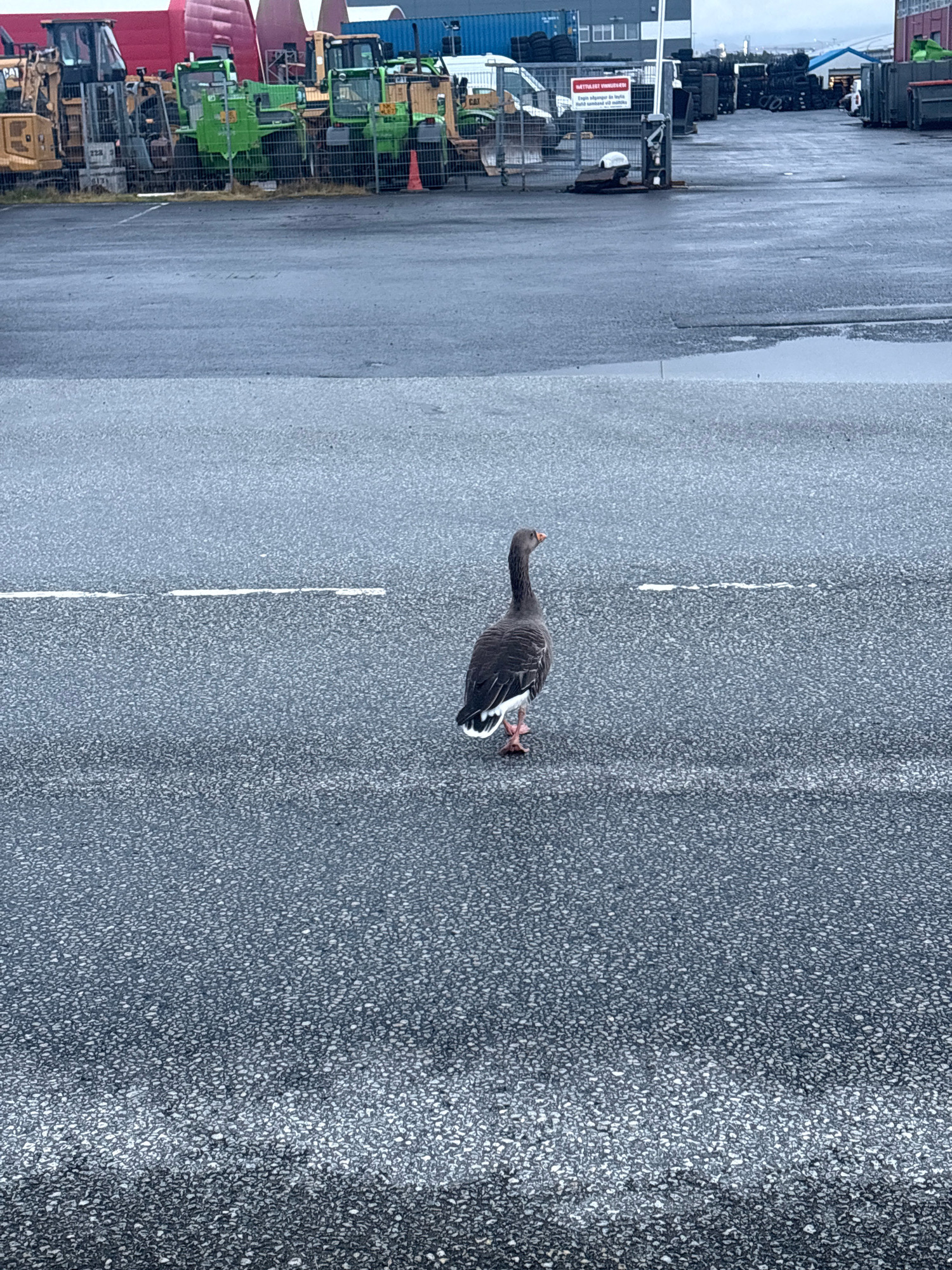A lone goose stands in the middle of a wet asphalt road, facing left with its head turned slightly up. The goose is predominantly dark gray with lighter gray and white markings on its wings and tail. It has pinkish legs and feet. A faint white line runs horizontally across the road behind the goose. In the background, a fenced-off area contains several large construction vehicles, including yellow excavators and green loaders. Beyond the vehicles, there are buildings, shipping containers, and what appears to be a pier with a crane in the distance. The sky is overcast. The location is Hólmsheiði, Reykjavik, Iceland.