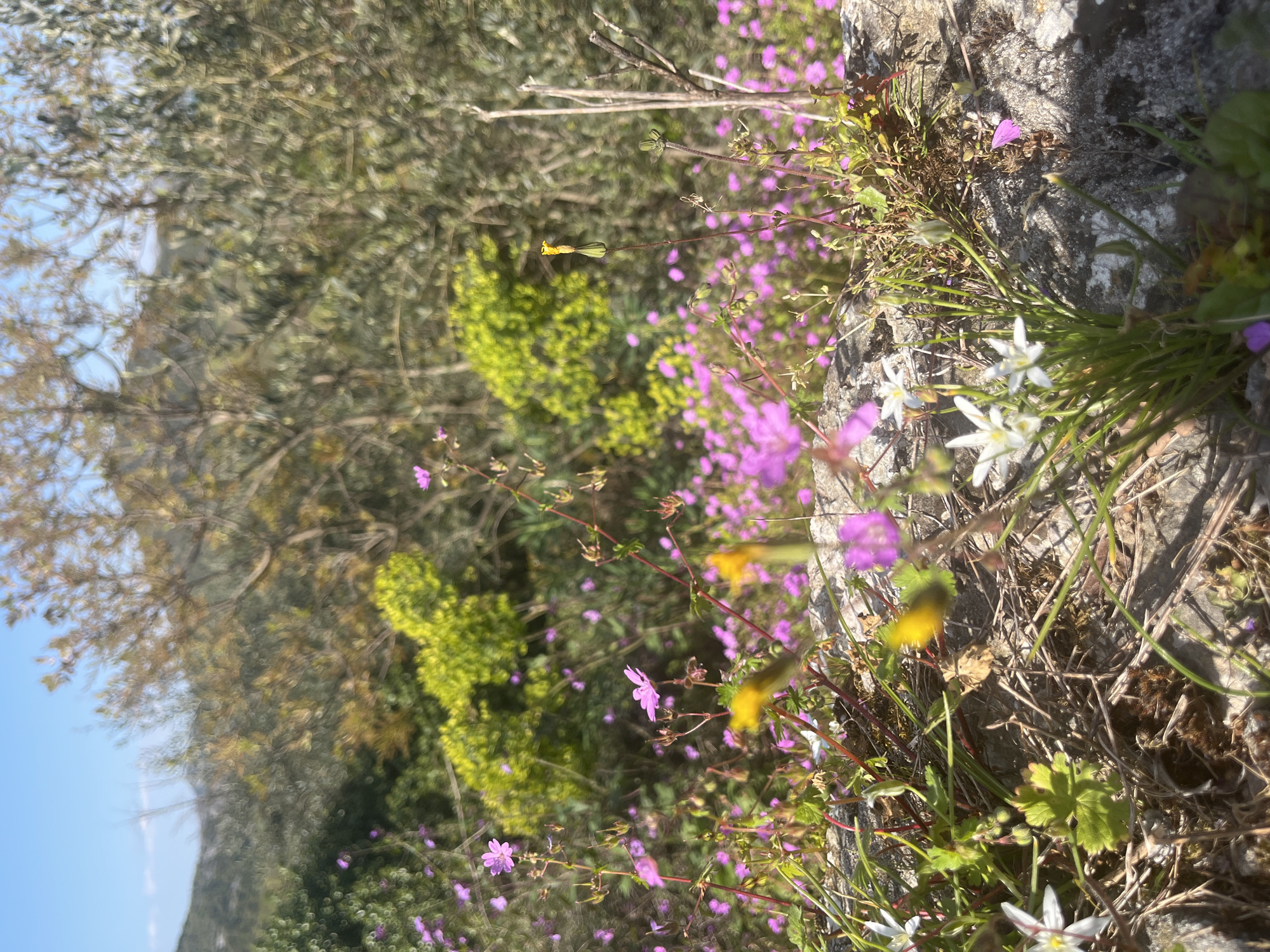 The image depicts a rocky surface covered with vegetation, including small purple and white flowers, likely located in or near Godinje, Montenegro. The flowers and other green plants are growing on the rocks. In the background, there is a blurry view of trees and foliage, suggesting an outdoor environment. The sky is visible in the upper left corner. The overall impression is a close-up view of plant life in a natural setting.