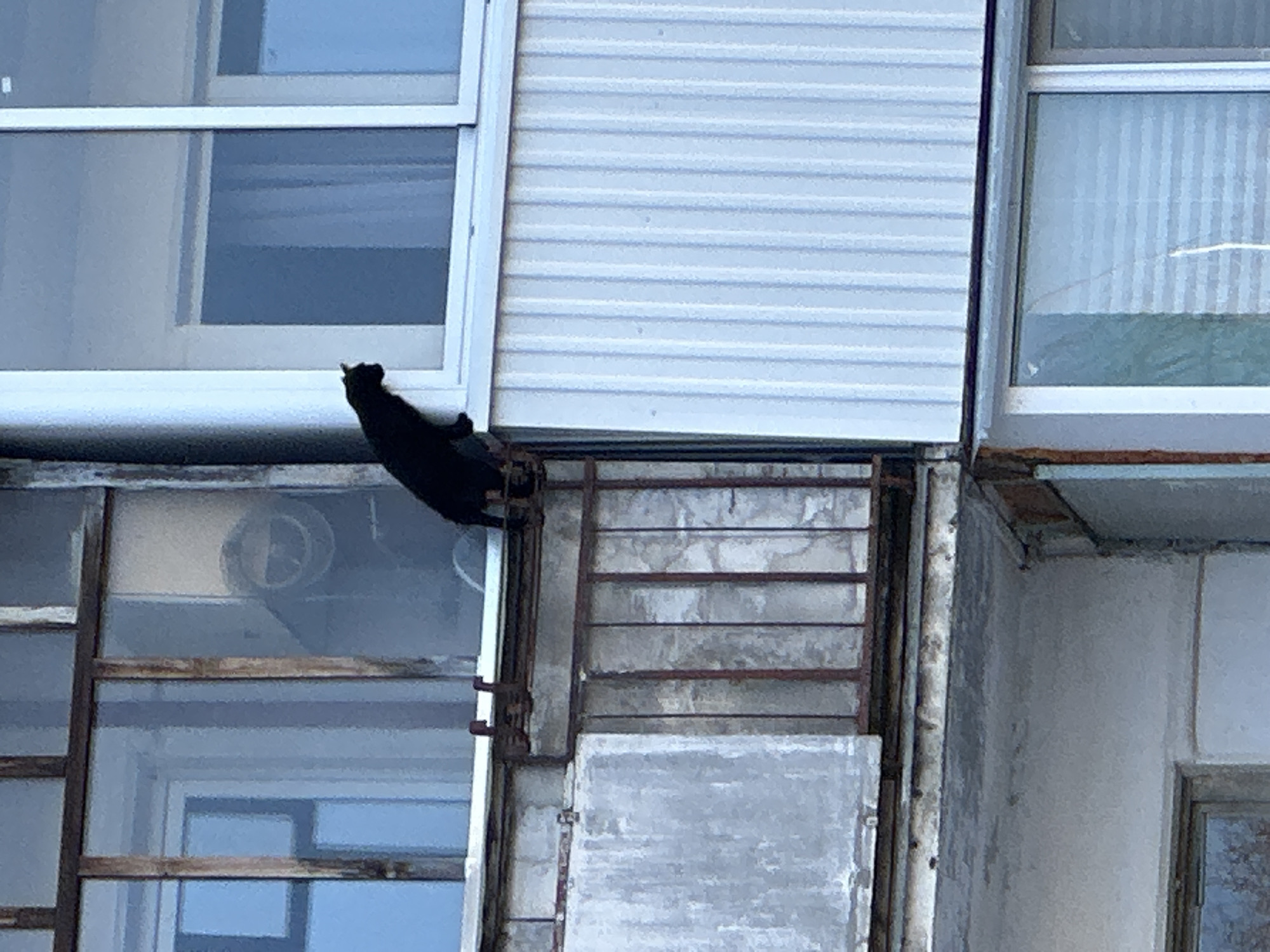 The image displays the exterior of an apartment building in Chaikovsky, Russia. A black cat is perched on the facade, with its hind paws resting on a rusted metal balcony railing and its front paws on the lower sill of a modern white-framed window. The cat is oriented facing right, looking towards the window's interior. To the immediate left of the cat is an older, weathered balcony section featuring a grey panel below a multi-pane window with dark, possibly wooden, frames. A vertical drainpipe is present along the far left edge of the frame. Below the modern white-framed window and to the right of the cat, the building is clad with white, vertically ribbed siding. A partial view of another window on a lower floor is visible at the bottom of the image.