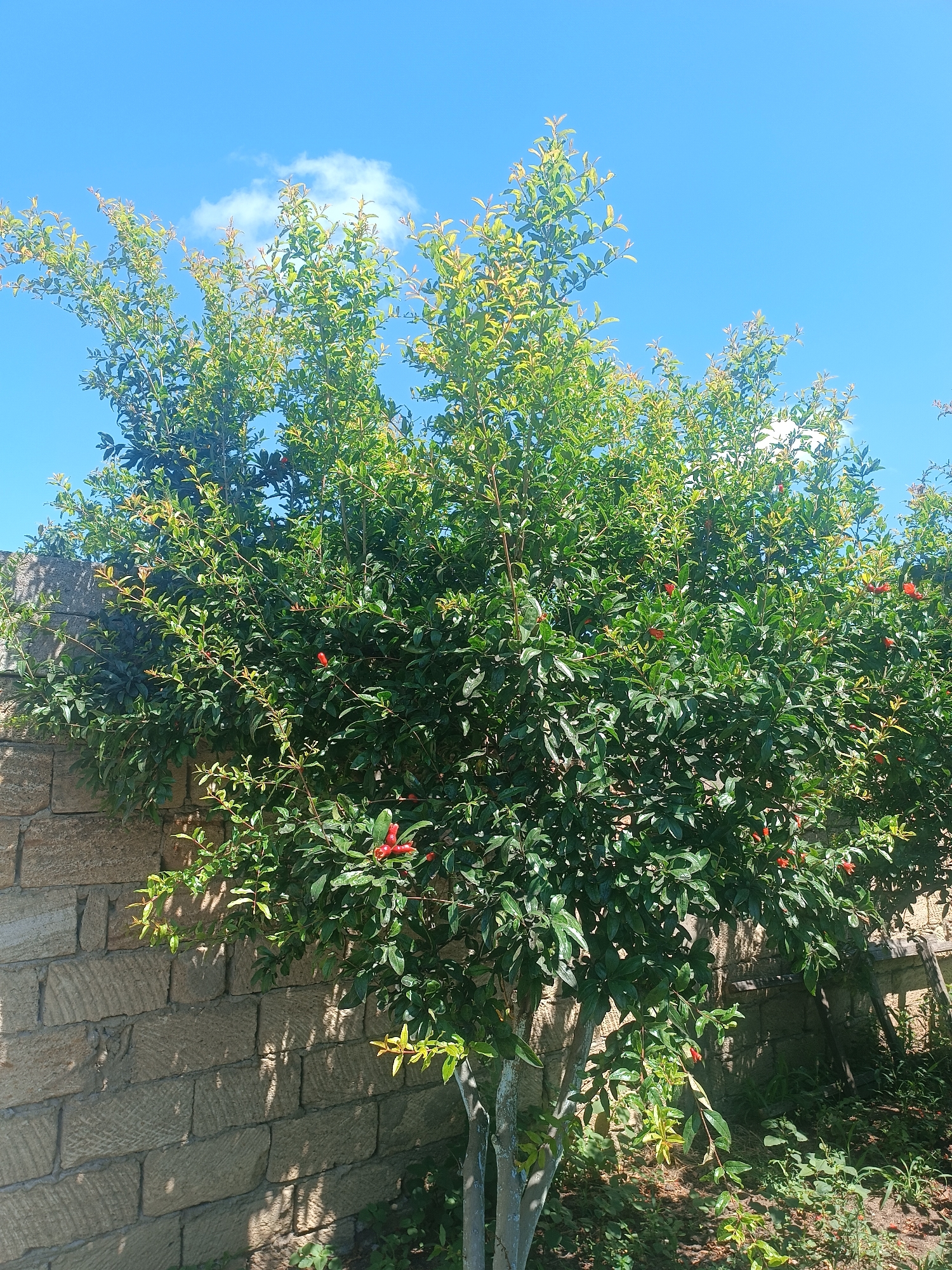 A mature pomegranate tree with vibrant green leaves and bright red blossoms is growing next to a textured, light brown stone wall. The tree is lush and full, with branches reaching upwards towards a clear, bright blue sky dotted with a few small, white clouds. The stone wall appears to be constructed from large, roughly cut blocks, casting dappled shadows from the tree's foliage onto its surface. The ground beneath the tree is covered with smaller plants and some fallen leaves, suggesting an outdoor, natural setting. There are no people or animals visible in the image. The scene depicts a sunny day in what appears to be a garden or courtyard.