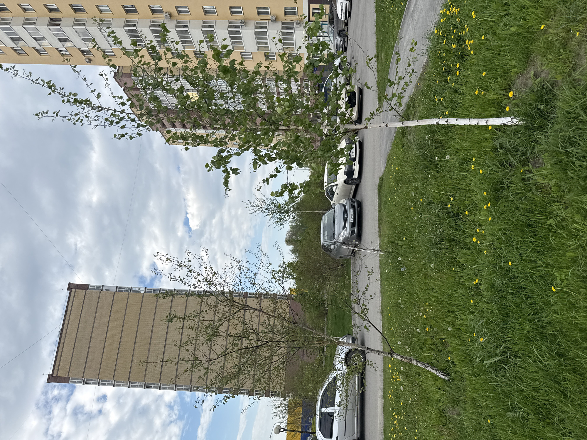 The image shows a street scene in Tobolsk, Russia, likely a residential area within the city. Two apartment buildings of different construction styles are visible, one with a yellow facade and the other with a brown facade. A row of parked cars lines the road that runs between the buildings. Young birch trees grow along the roadside, their white trunks clearly visible. The grassy areas on either side of the road are filled with dandelions in bloom. The sky is partly cloudy. The angle is turned sideways.