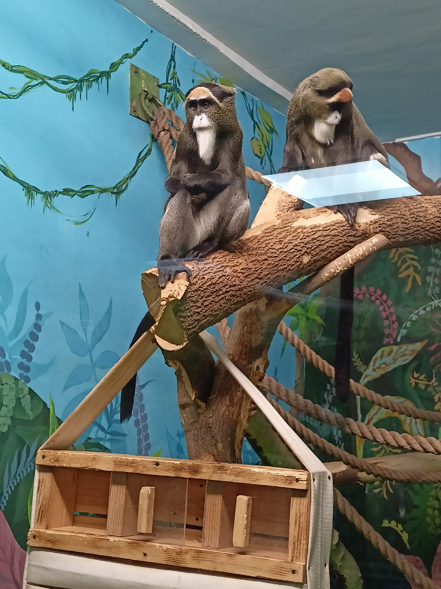 Two De Brazza's monkeys sit on a wooden structure in a zoo exhibit. The monkey on the left is sitting upright, with its arms folded across its chest. The monkey on the right is perched on the branch, partially obscured by a piece of glass. A wooden box hangs below the branch, attached by a white strap. The background is a painted mural of jungle foliage. The photo was taken in the Novosibirsk Zoo in Russia.