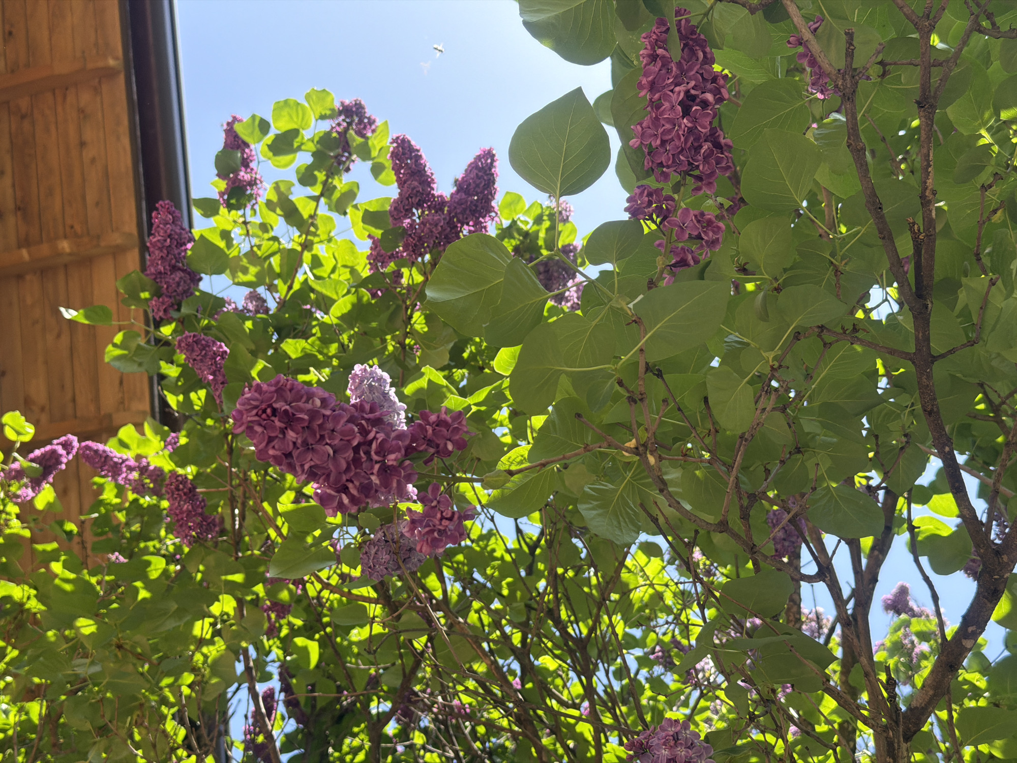 The image depicts a lilac bush in full bloom with purple flowers and green leaves against a blue sky. Part of a wooden structure is visible in the upper left corner of the image. The location is Novogortsi, Bulgaria.