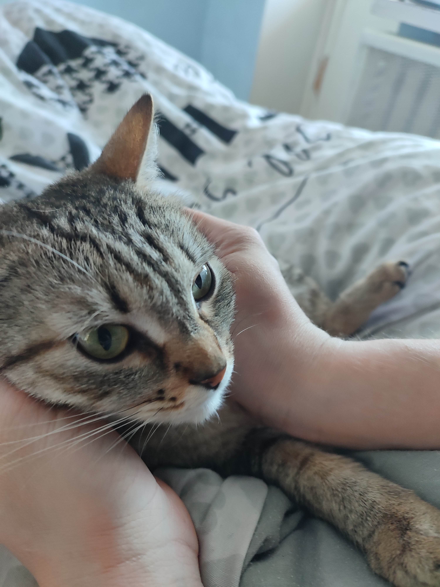 A domestic cat is being held by human hands on a bed. The cat is a tabby with gray and brown fur, green eyes, and white whiskers. The hands holding the cat appear to belong to a light-skinned person. The bed has a patterned comforter with gray, black, and white designs. An air conditioning unit is visible in the background. The location is unknown.