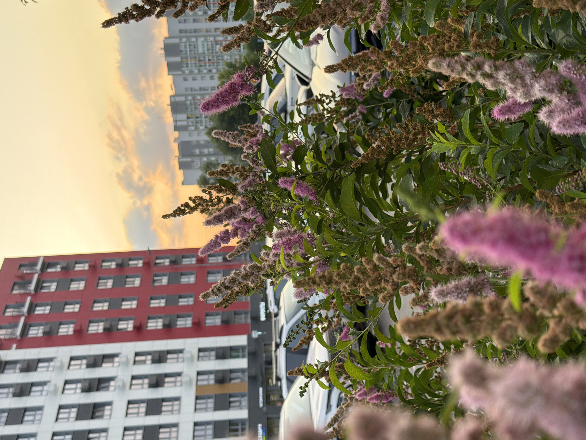 The image shows a close-up of pink and brown flowering plants in the foreground, with a building and a cloudy sky in the background. The plants have delicate, feathery blooms and green leaves. Behind the foliage, a modern building with red and white sections is visible. The windows of the building are dark, suggesting they are either shaded or not illuminated from within. The sky is filled with soft, diffused light, indicating either early morning or late afternoon. The clouds are illuminated with a warm, golden hue, contributing to a serene or tranquil atmosphere. The perspective suggests the photo was taken from a low angle, looking up towards the building and sky. The scene appears to be an urban environment, likely a residential area with parked cars visible behind the plants. There is no visible text in the image. The overall impression is one of nature juxtaposed with urban architecture, bathed in the soft light of dusk or dawn.