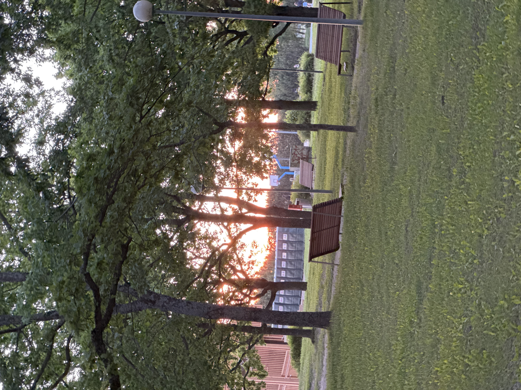 The image depicts an outdoor scene in a park-like setting, likely in Tallinn, Estonia. The time of day appears to be sunset, with warm, orange light filtering through the leaves of mature trees that dominate the foreground and midground. The trees have thick trunks and full canopies of green leaves.
In the background, a row of portable toilets is visible, suggesting a public event or temporary facility. Beyond the toilets, a fence or barrier with vertical slats is present, painted in a pale pinkish-orange hue. Further in the distance, a basketball hoop is set up on a blue and white structure, and a few indistinct figures can be seen moving about.
Two park benches are positioned in the grassy area. One bench, made of dark wooden slats and a metal frame, is in the mid-left of the image, facing away from the viewer. Another similar bench is situated in the mid-right, also facing away. A lamppost with a spherical light fixture stands to the right of the frame, partially obscured by tree branches.
The ground is covered in a well-maintained green lawn, with some patches of lighter green and scattered vegetation. The overall atmosphere is tranquil, with the warm sunset light creating a serene ambiance.