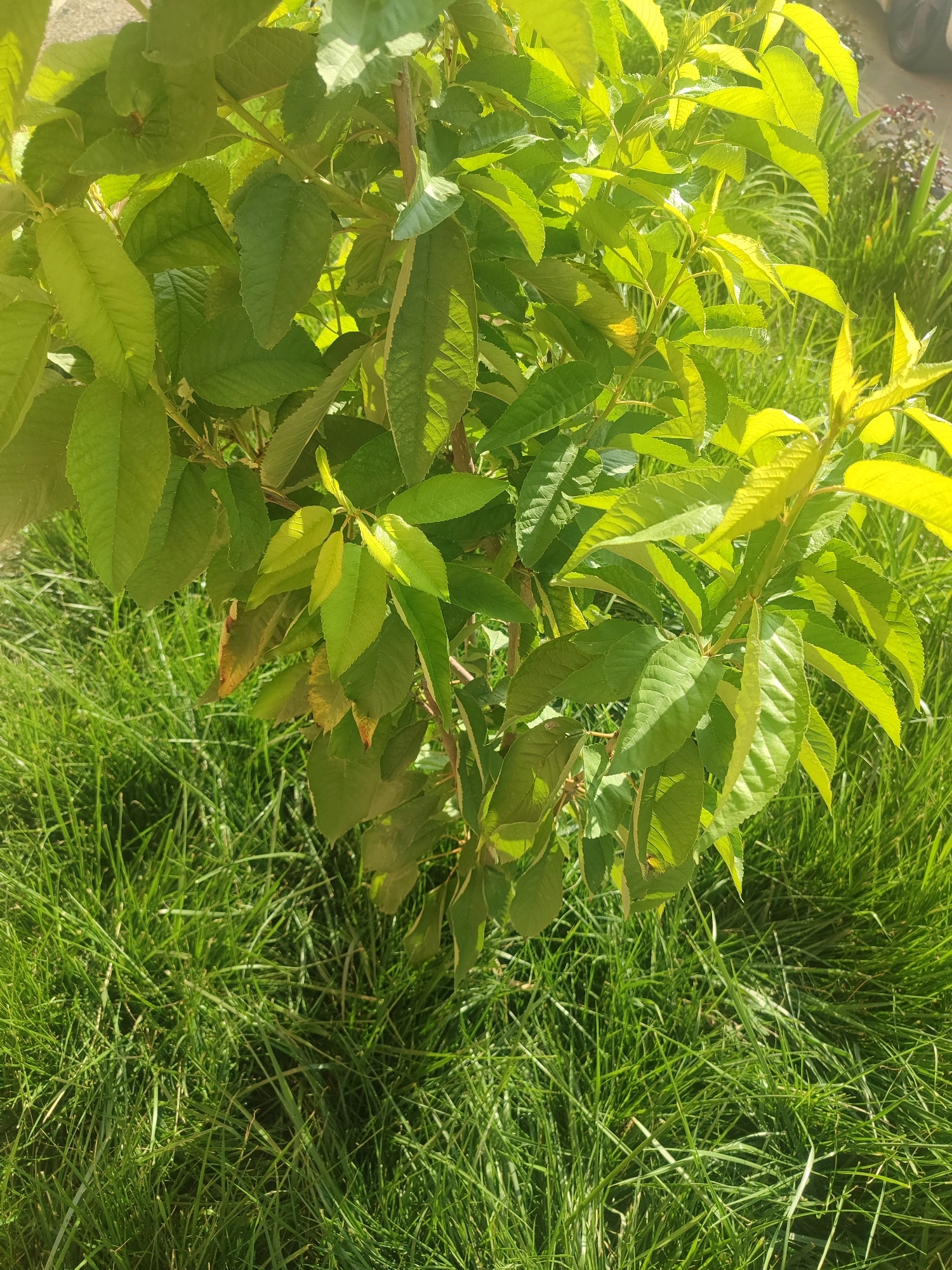 An image captured at ground level shows a close-up view of a green leafy plant with thin branches, situated amidst lush green grass. The plant's leaves are vibrant green, with some areas appearing lighter due to sunlight filtering through. The grass is dense and appears recently cut. In the background, out of focus, a patch of darker, possibly flowering or ornamental plants is visible, along with a suggestion of a paved surface and a portion of a vehicle. The lighting suggests it is daytime, likely sunny. The scene is likely a garden or park area. No people are present. The image is taken from a low angle, looking slightly upwards towards the plant.
