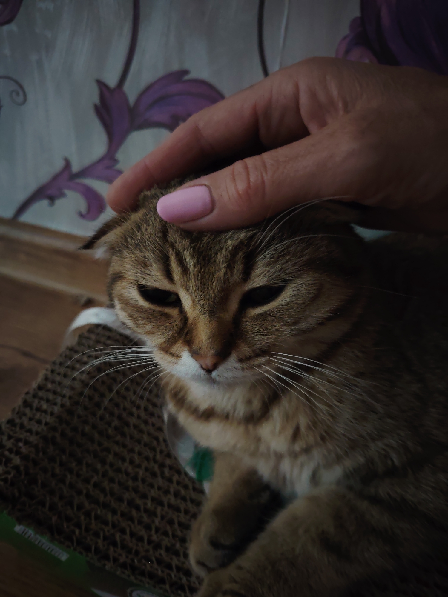 A close-up, eye-level shot shows a tabby cat with folded ears being petted by a human hand on its head. The cat's eyes are half-closed, and it is lying on a corrugated cardboard surface, possibly a scratching post. The background features a wall with a floral wallpaper pattern in shades of purple and gray. The lighting is dim, creating shadows and highlighting the texture of the cat's fur and the cardboard. The human hand has a pink fingernail.