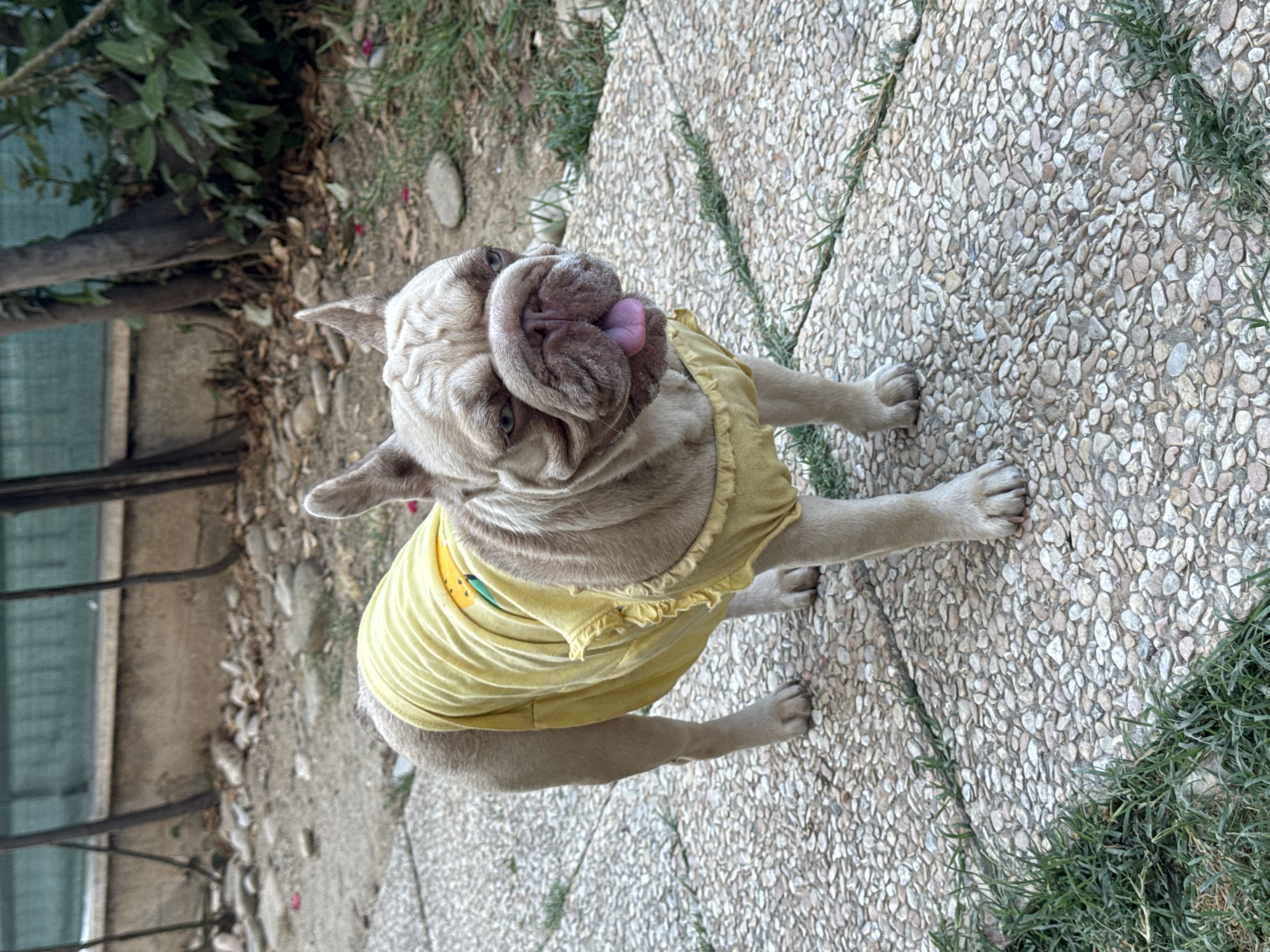 A light brown French Bulldog, wearing a yellow ruffled t-shirt, stands on a cobblestone pathway. The dog has its tongue slightly out and its ears are perked. The background shows a dry, outdoor area with gravel, some sparse vegetation, and the base of trees. A low, light-colored wall is visible behind the dog. This scene is located in San Benedetto del Tronto, Italy.
