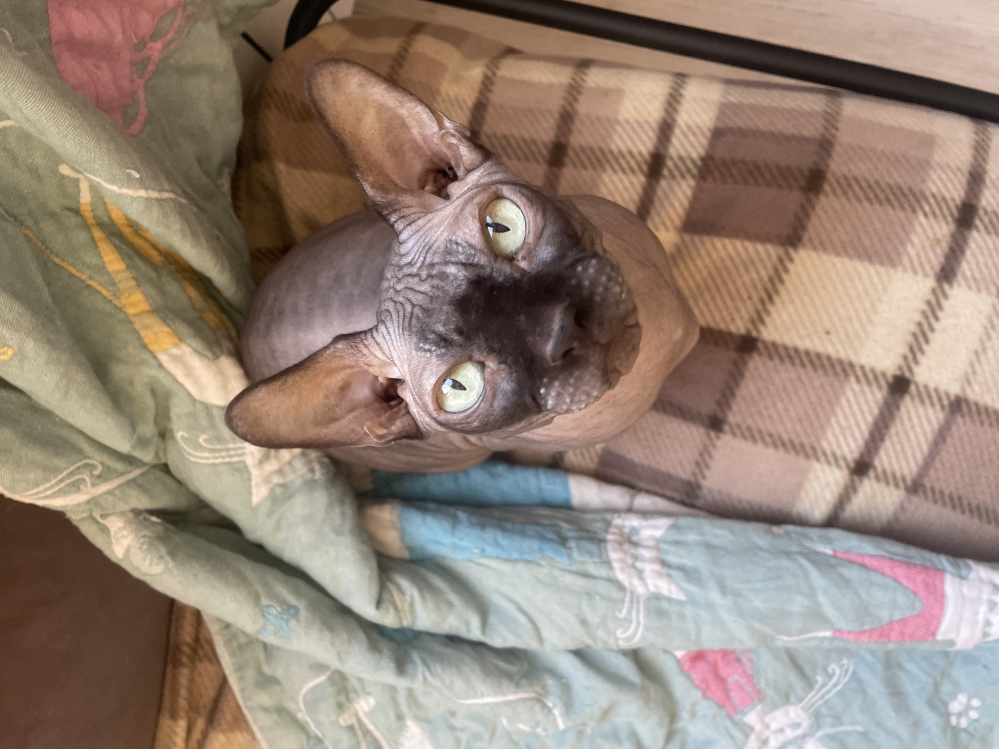 A hairless cat with large, pointed ears and green eyes is looking up at the camera. It is situated on a surface covered with two different fabrics. One is a green and blue quilt with white and pink patterns, while the other appears to be a brown plaid blanket. A black metal frame is visible in the background. The location is unknown.