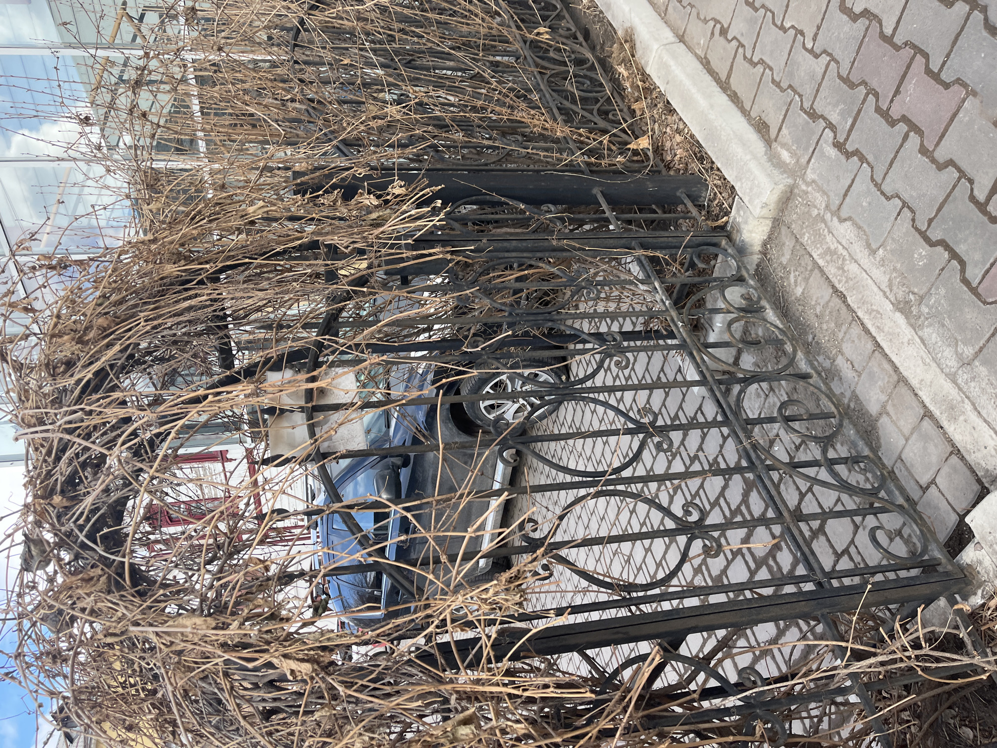 A slightly tilted medium shot shows a wrought iron gate overgrown with dried vines, obscuring a view of a blue car parked behind it. The gate's ornate design is partially visible through the dense network of brown, leafless vines. The gate rests on a patterned concrete surface leading to a raised concrete sidewalk. The background, partially visible through the gate and vines, includes a building with a white facade and red trim. The location is in the city of Unknown, Unknown.