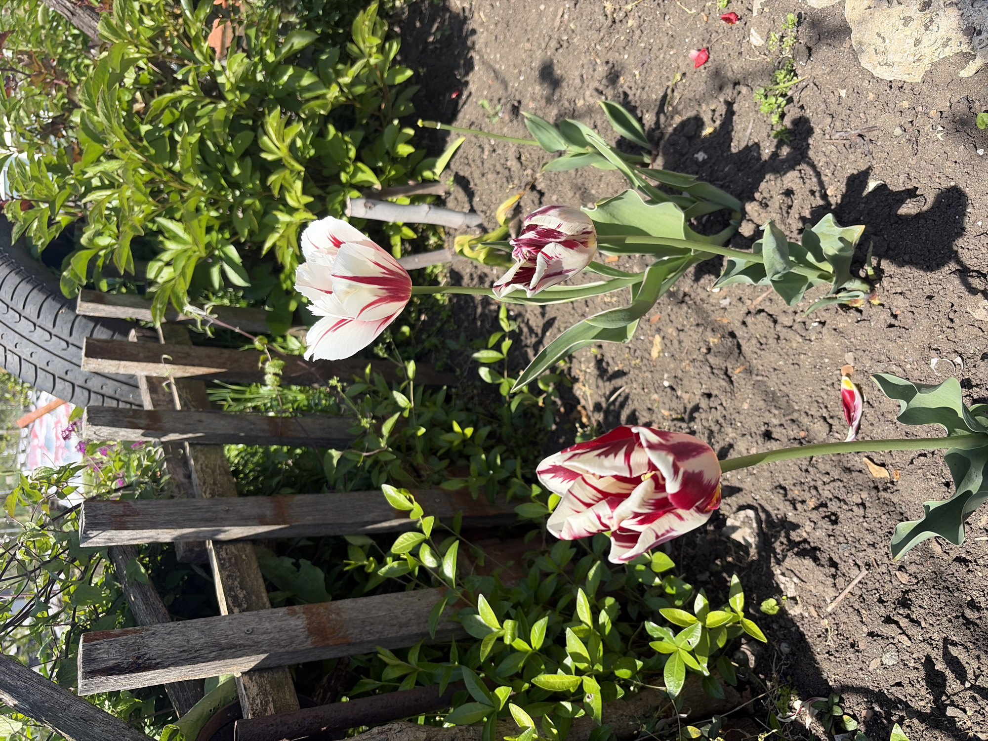 The image shows a garden in Kableshkovo, Bulgaria. Three tulips with white and red striped petals are visible. One is in full bloom, one is partially open, and the third is mostly closed. They are growing in a patch of dirt among green foliage. A weathered wooden fence and a tire are partially visible on the left side of the frame. The ground is dry and uneven. The scene is lit by sunlight, creating sharp shadows.