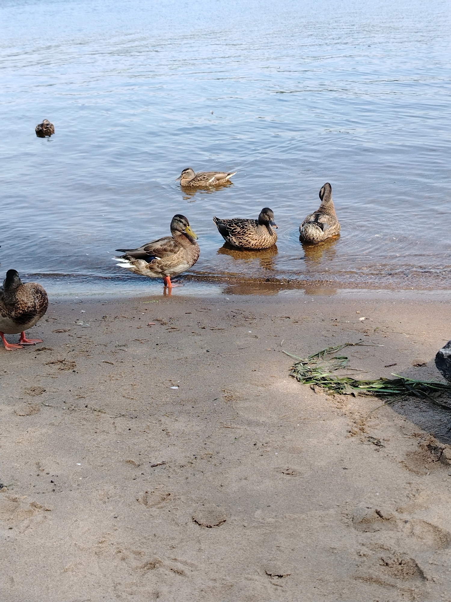 A group of seven ducks are present in the image, located on the sandy shore and in the calm, blue water of a body of water. Five ducks are in the water, and two are on the sandy bank. One duck is standing on the sand and is mostly facing the camera, with its orange legs clearly visible. Another duck is also on the sand, facing away from the camera. The water appears shallow near the shore, with gentle ripples. The sand is light brown and shows some texture and debris, including a few small shells and blades of grass. The sky is a pale blue and reflects on the water. The location is identified as Rusanovo, Russia.