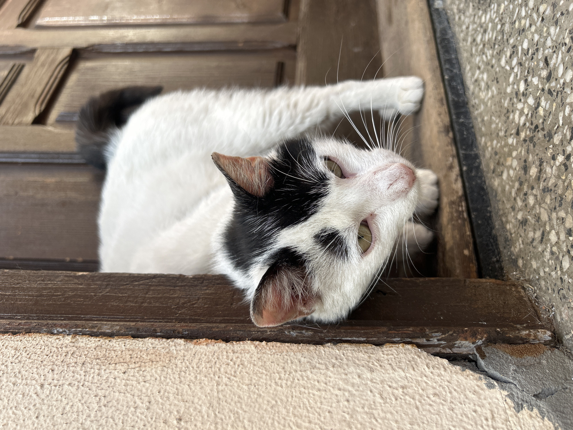 A cat lies on a brown-painted wooden ledge. The cat is predominantly white with black markings on its head and a black tail. The ledge is next to a textured, grey surface. This appears to be part of a building or wall. The image does not provide information to determine if it is in Burgas, Bulgaria.