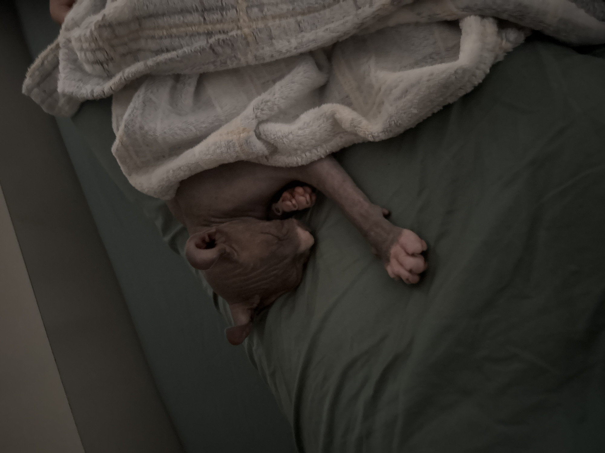 A hairless cat is sleeping soundly under a soft, fuzzy blanket on a dark green bed. The cat's body is curled up, and its head is tucked under its paws, creating a cozy and peaceful scene. The blanket is draped over the cat, covering most of its body, with only its head and a paw visible. The lighting in the image is dim, suggesting it might be nighttime or early morning. The overall impression is one of warmth and comfort.