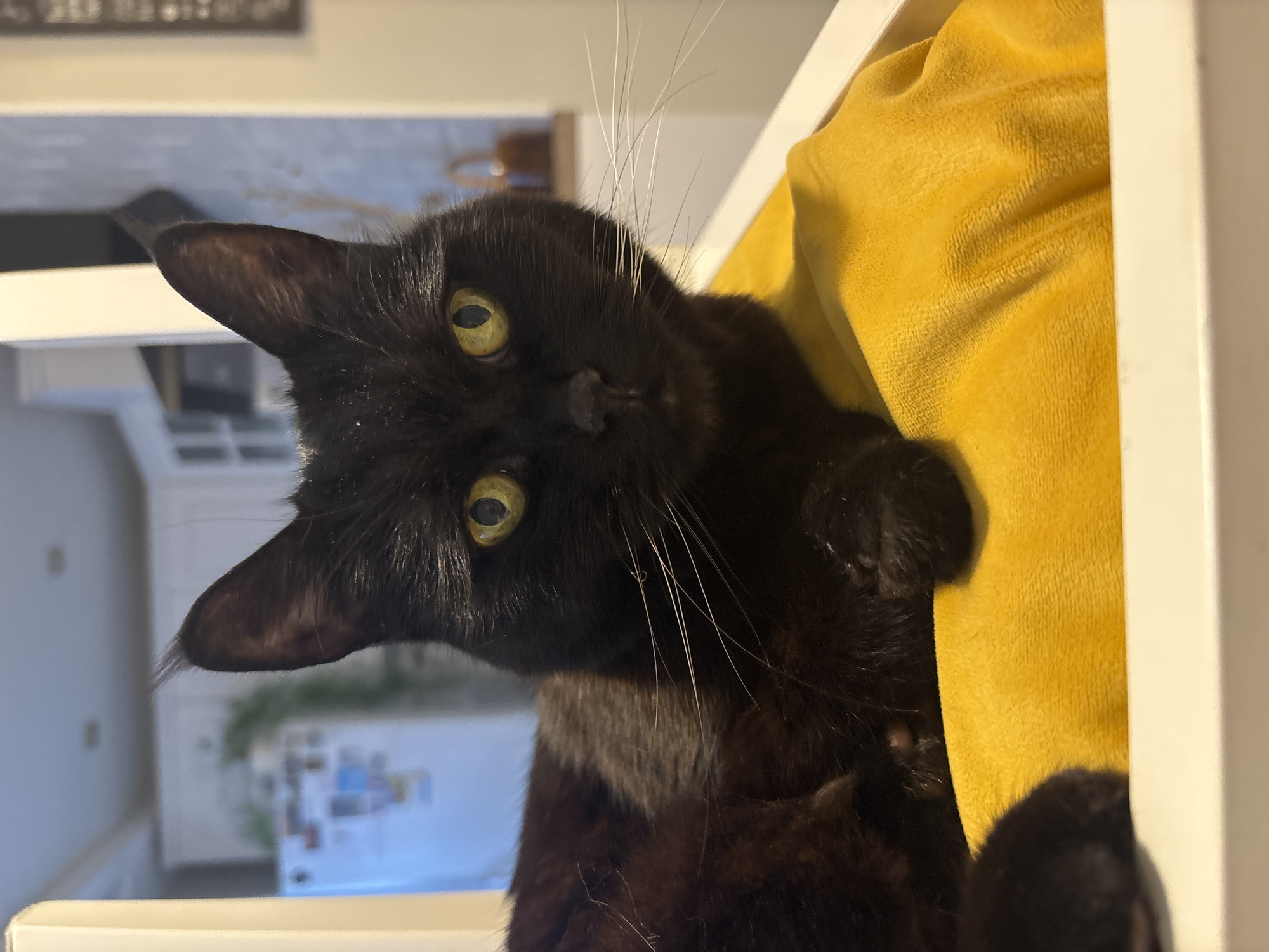 A black cat with yellow eyes is positioned within what appears to be a shelf or a cat tree lined with a yellow cushion. The background appears to be a domestic interior, possibly a kitchen, with blurred elements that suggest it could be in Chaikovsky, Russia. The cat is looking at the camera. The image is rotated.