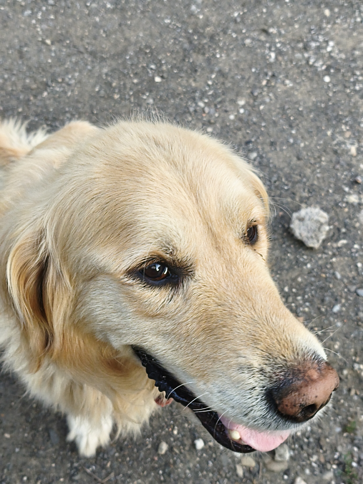 A close-up, high-angle shot focuses on the head of a light-colored Golden Retriever. The dog's fur is a creamy blonde, with darker golden tones around its ears and eyes. Its head is tilted slightly, with its mouth open, revealing a pink tongue and a bit of its teeth. The dog's eyes are dark brown and appear to be looking slightly off-camera. The background consists of a rough, grey, gravelly surface, possibly a dirt road or path. A small, grey, irregularly shaped object rests on the gravel to the right of the dog's head. The lighting suggests it is daytime. The scene is devoid of any human presence or urban infrastructure that would indicate a specific city location.