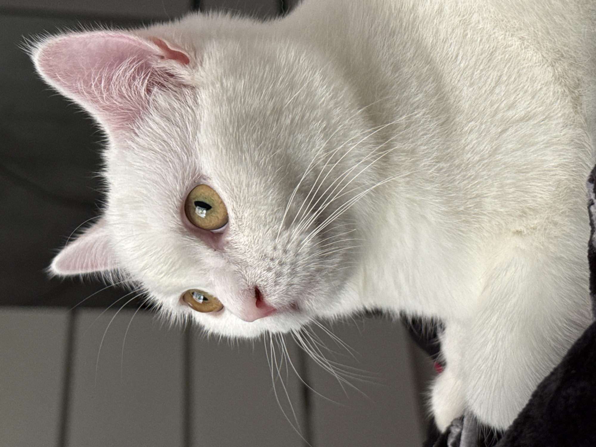 A close-up, eye-level shot focuses on the face of a white cat with yellow-green eyes and pink ears. The cat is looking to the left of the frame, its attention seemingly captured by something outside the image. Its whiskers are prominent, fanning out from its snout. The cat's fur is short and white, with subtle gray undertones visible in some areas, particularly around its neck and chest where it rests on a dark, fuzzy blanket. The background is blurred and consists of horizontal gray lines, possibly blinds or siding. The lighting appears to be natural, highlighting the cat's features and the texture of its fur. The overall impression is one of quiet observation.