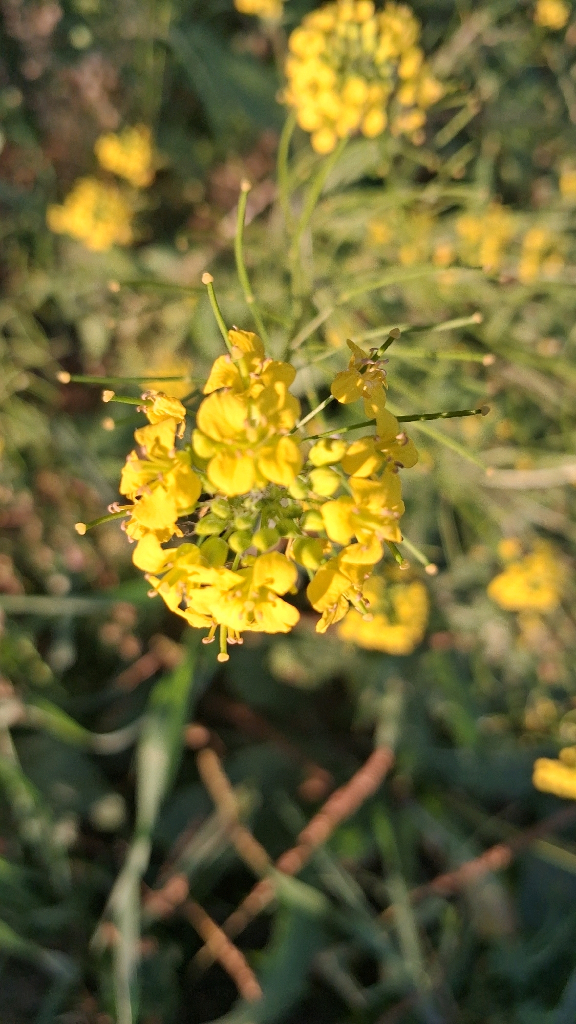 A close-up, vertical, outdoor photograph shows a cluster of small yellow flowers in bloom. The flowers have four petals and are arranged on thin green stems. The background is out of focus, showing more blurred green foliage and hints of other yellow flowers. The lighting suggests it is daytime, with the sun casting a warm glow on the petals. The image does not depict any people, specific actions, or interactions. There is no information available to determine the specific location in Novosibirsk, Russia.