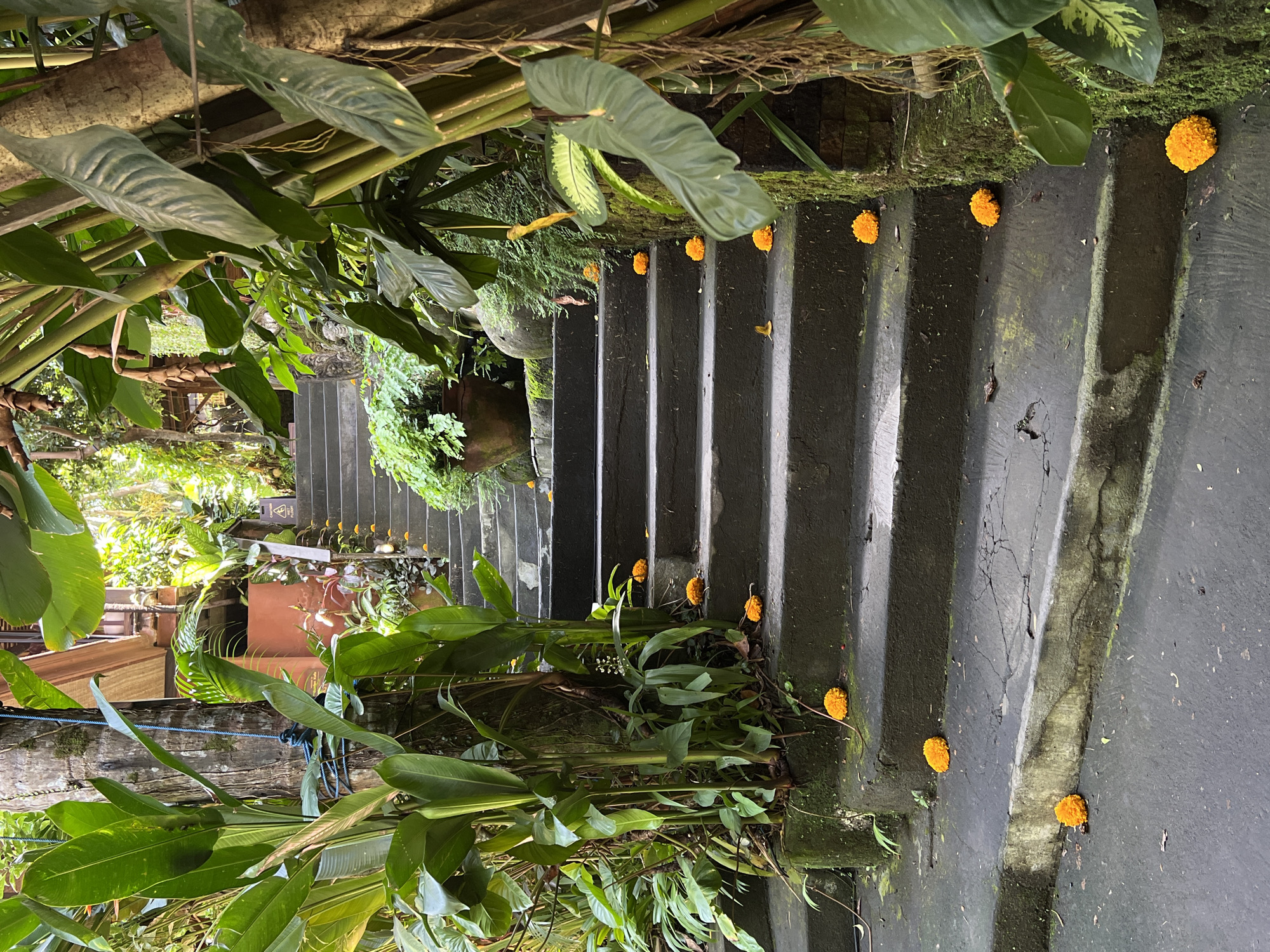 The image shows a descending outdoor staircase in Peliatan, Indonesia. The steps are made of dark grey stone or concrete and are lined with patches of green moss. Bright orange marigold flowers are placed sporadically on each step, seemingly as offerings or decorations. Lush green tropical vegetation, including large-leafed plants and vines, surrounds the staircase, creating a garden-like environment. A wooden structure is visible in the background. The overall impression is that of a tranquil, natural setting with elements of Balinese culture evident in the floral arrangements.