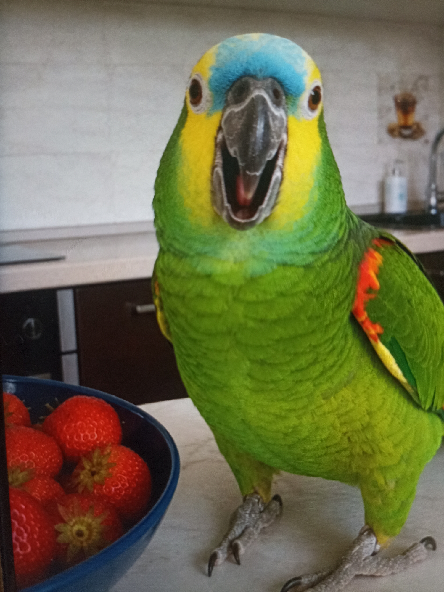 A bright green parrot with a yellow and blue head is perched on a white surface next to a blue bowl of strawberries. The parrot's beak is open, and its eyes are wide. The background shows a kitchen counter with cabinets and a sink. The location is the city of Chekhov-2, Russia.