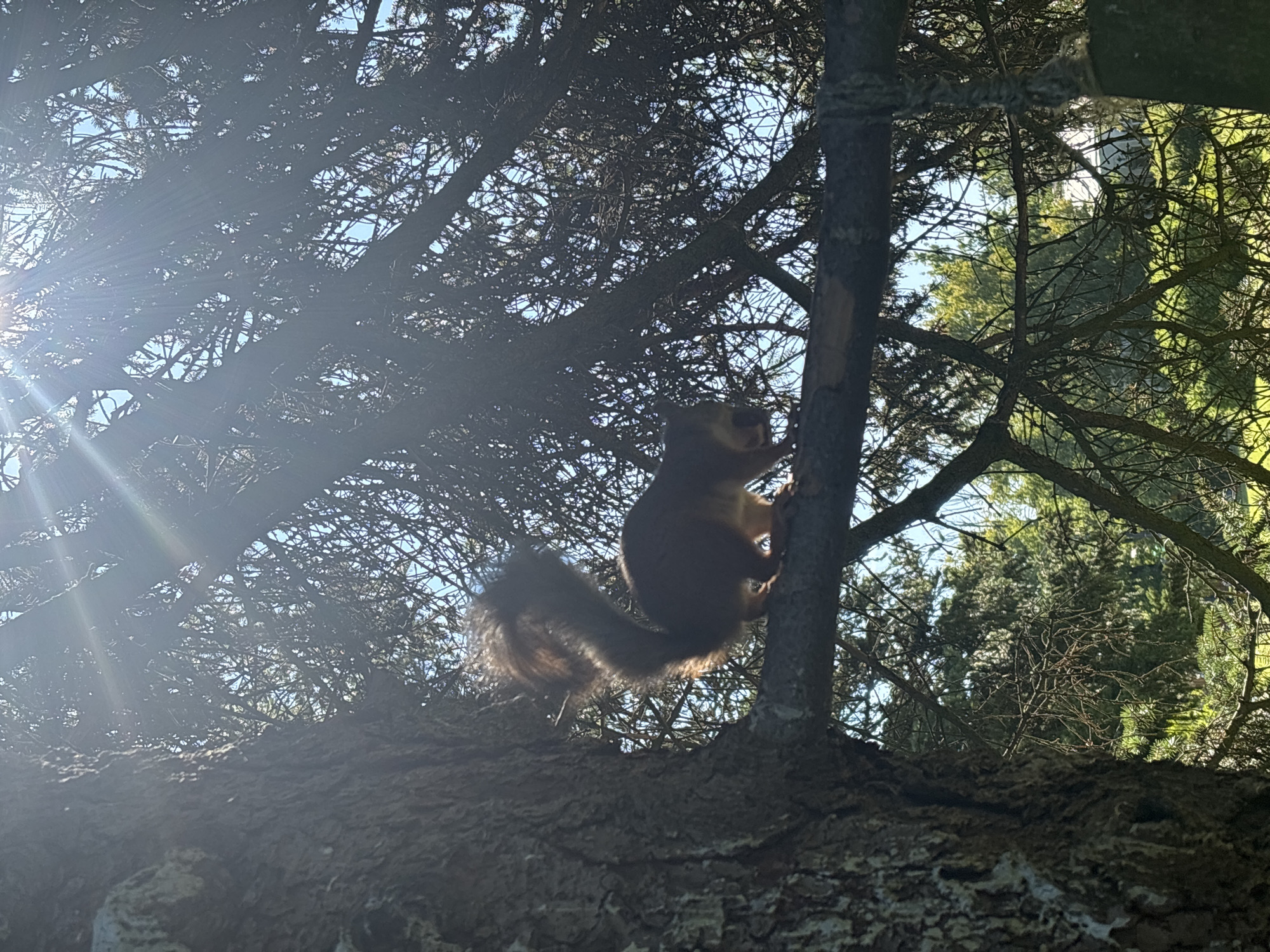 An outdoor, low-angle shot shows a squirrel perched on a tree branch, with sunlight filtering through the foliage. The squirrel, reddish-brown with a bushy tail, faces to the right and appears to be moving. The background consists of a blue sky and more tree branches, some of which are silhouetted. The image was captured in Peterhof, Russia.
