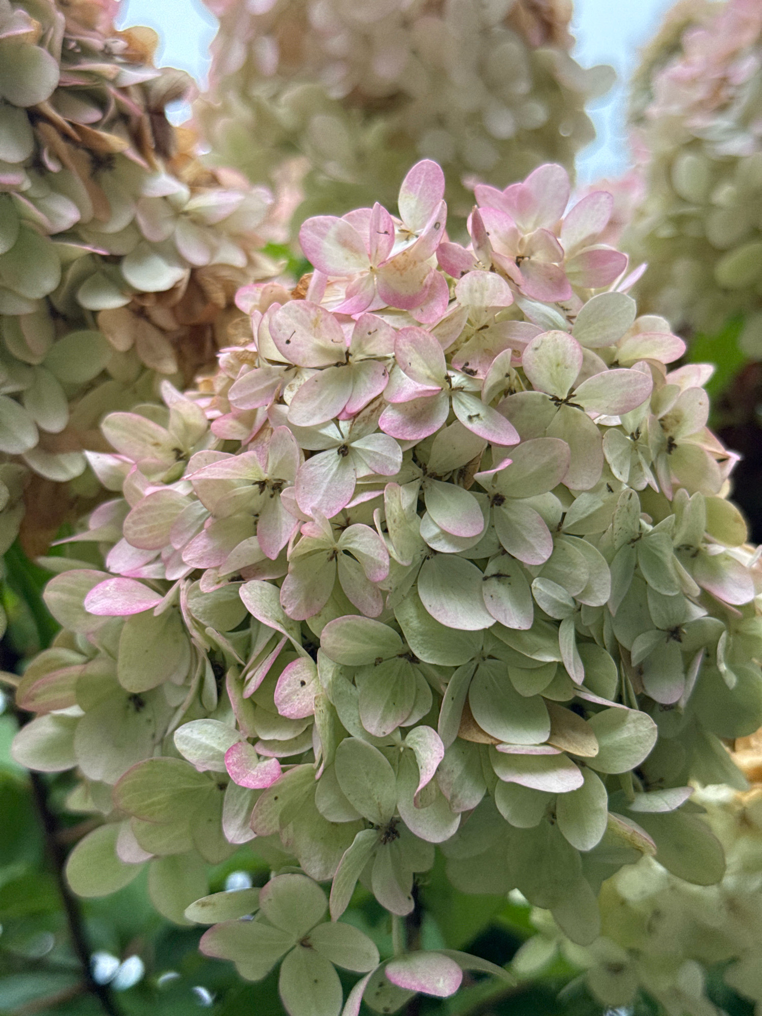 A close-up shot of a cluster of pale green and pink hydrangeas is captured, with some flowers showing hints of brown. The blooms are in various stages of fullness, with some appearing more dense and others more open. The background consists of out-of-focus greenery and hints of a light sky. The image was taken outdoors in Krasnovyborgets SNT, Russia. There are no people or animals visible in the frame.