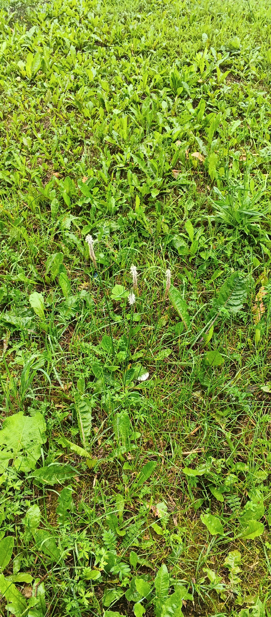 The image depicts a close-up, overhead view of a grassy area, likely a field or lawn, covered in lush green vegetation. The ground is densely packed with various types of grass and broad-leafed plants, some of which appear to be dandelions. Several small, white flower-like structures, possibly seed heads of plants, are scattered throughout the scene. The lighting suggests it is daytime, and the overall impression is of a natural, outdoor environment. There are no discernible people or animals in the image. The location is identified as Podgornoye, Russia.