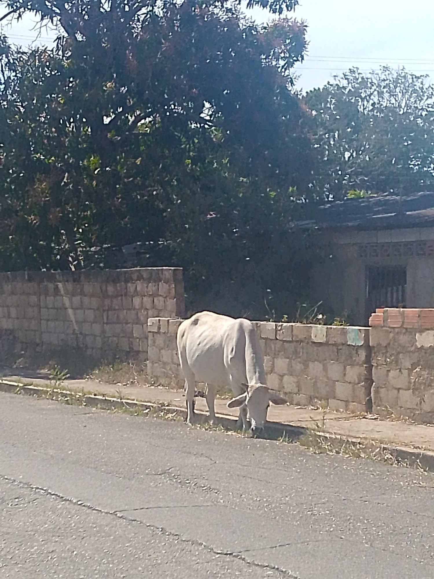 A light gray Brahman cow grazes on the grassy edge of a paved road in Juan Griego, Venezuela. The cow stands in front of a low wall constructed of light gray concrete blocks. Behind the wall is a single-story structure with a tiled roof partially obscured by trees. A barred window is visible on the structure. The street is cracked and shows signs of wear. Overhanging trees provide shade to the scene.