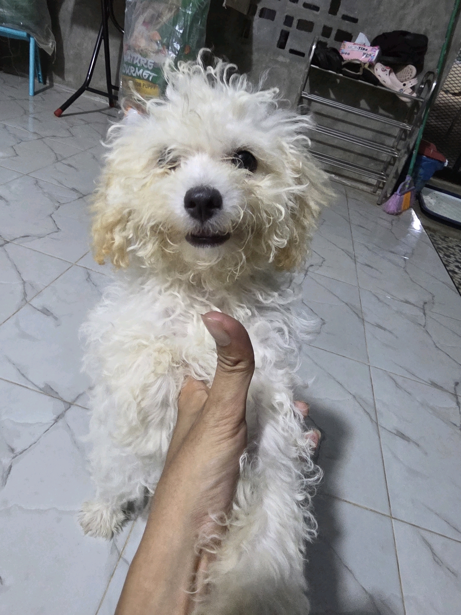 A white poodle, with shaggy fur and dark eyes and nose, sits on a gray tiled floor. A human hand is visible in the foreground, gently touching the dog's chest. The background shows a cluttered area with shelves holding various items, including shoes and bags, and a plastic bag containing what appears to be pet food. The environment suggests an indoor residential setting.