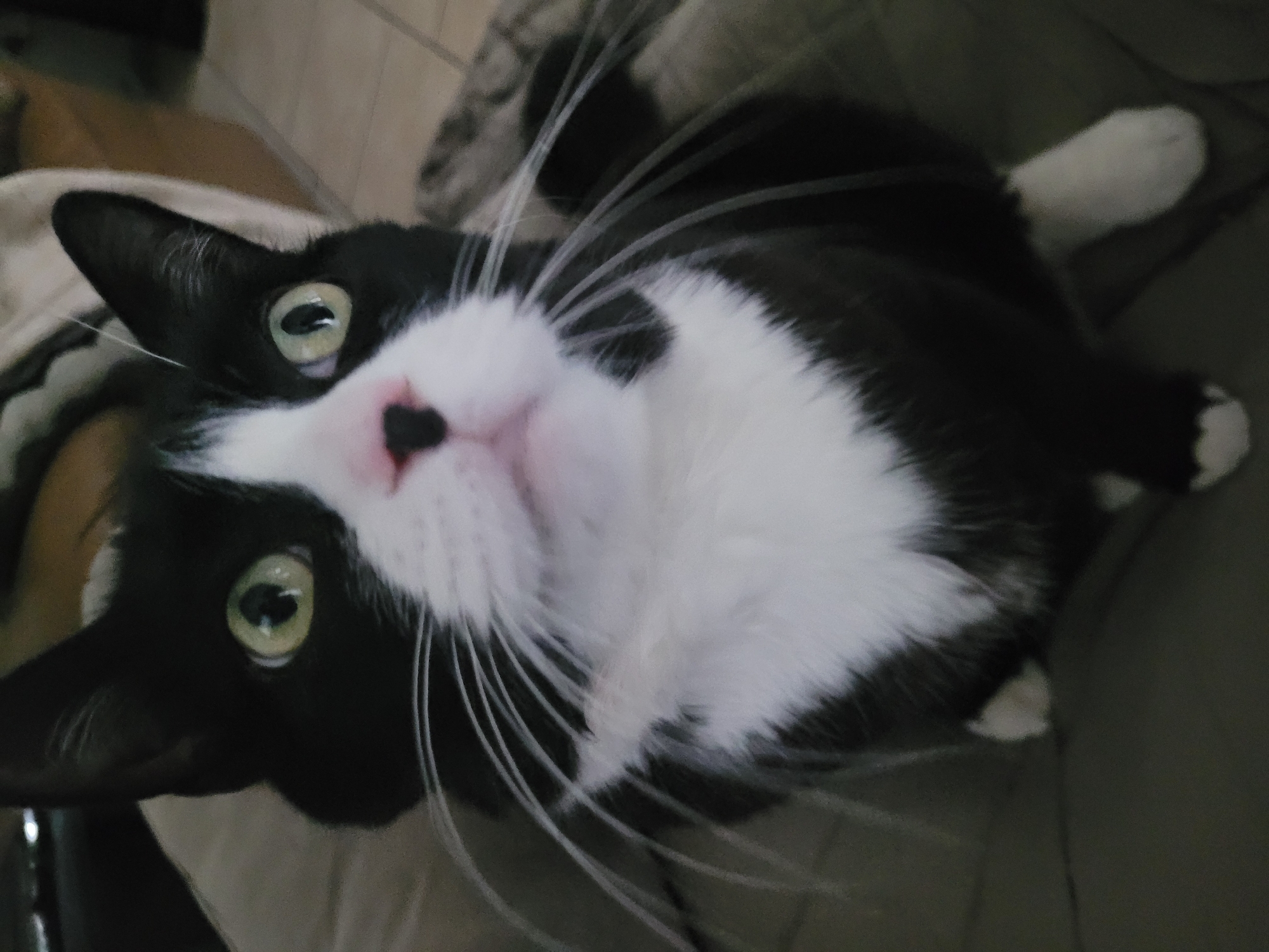 A black and white tuxedo cat is the central subject of this close-up, high-angle photograph. The cat is seen from above, resting or lying down on what appears to be soft furniture, likely a couch or bed, in an indoor setting. Its head is tilted slightly upwards and to the left, with its bright green-yellow eyes looking directly at the viewer. The pupils are vertical and dark.
The cat's fur is predominantly black, covering its head, back, and parts of its legs. A large, distinct patch of white fur covers its chest, belly, and extends to its muzzle. Its nose is a light pink with a small, dark black spot. Long, prominent white whiskers fan out from either side of its muzzle. White fur is also visible on its paws, contrasting with the dark fur of its legs.
The background is softly blurred, showing muted tones of brown and grey, suggesting a comfortable home environment. There are no specific distinguishing features in the background to indicate a precise location within Calgary, Canada. The lighting is soft, likely indoor ambient light, and the time of day is not discernible. The cat's expression appears curious and calm, engaging directly with the camera. There is no visible text in the image.