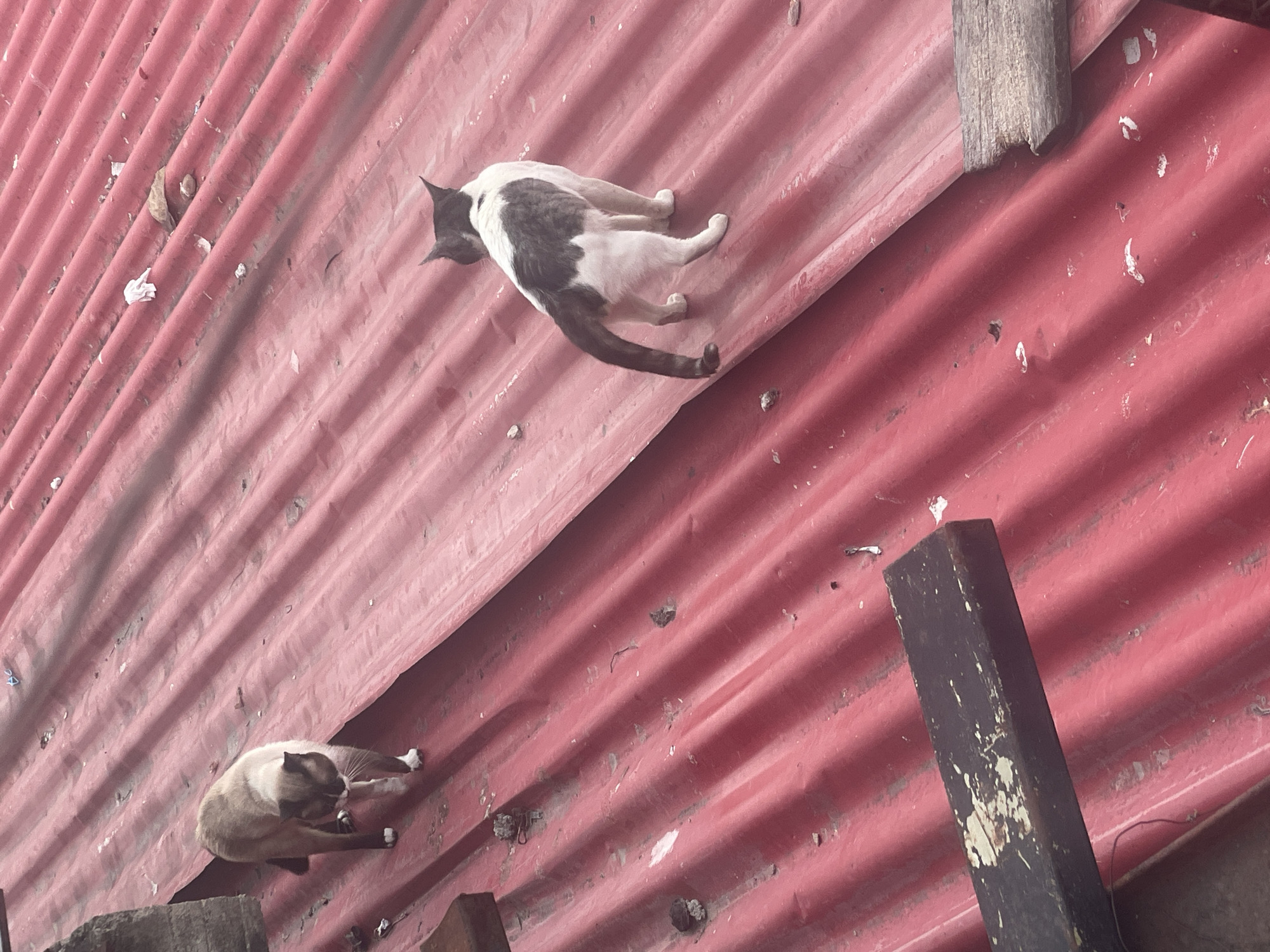 Two cats rest on a red corrugated metal roof. One cat is black and white and lies stretched out. The other is light brown and grooming itself in a curled position. The location is presumably Caracas, Venezuela. Wooden beams and supports are visible on the roof.