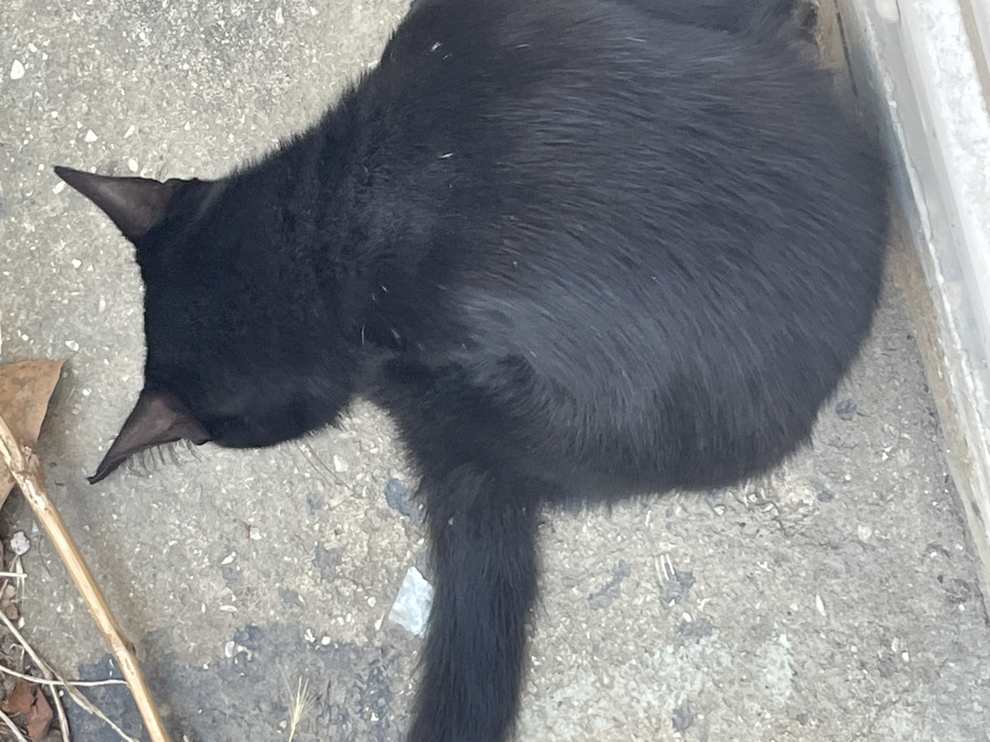 A black cat is sitting on a light gray, textured surface, possibly concrete or asphalt, with some debris such as dry leaves and small stones scattered around. The cat is facing away from the camera, showing its back and tail. Its fur appears to be short and dark. The environment suggests an outdoor setting, potentially in a public space within Kadıköy, Turkey, given the provided context.