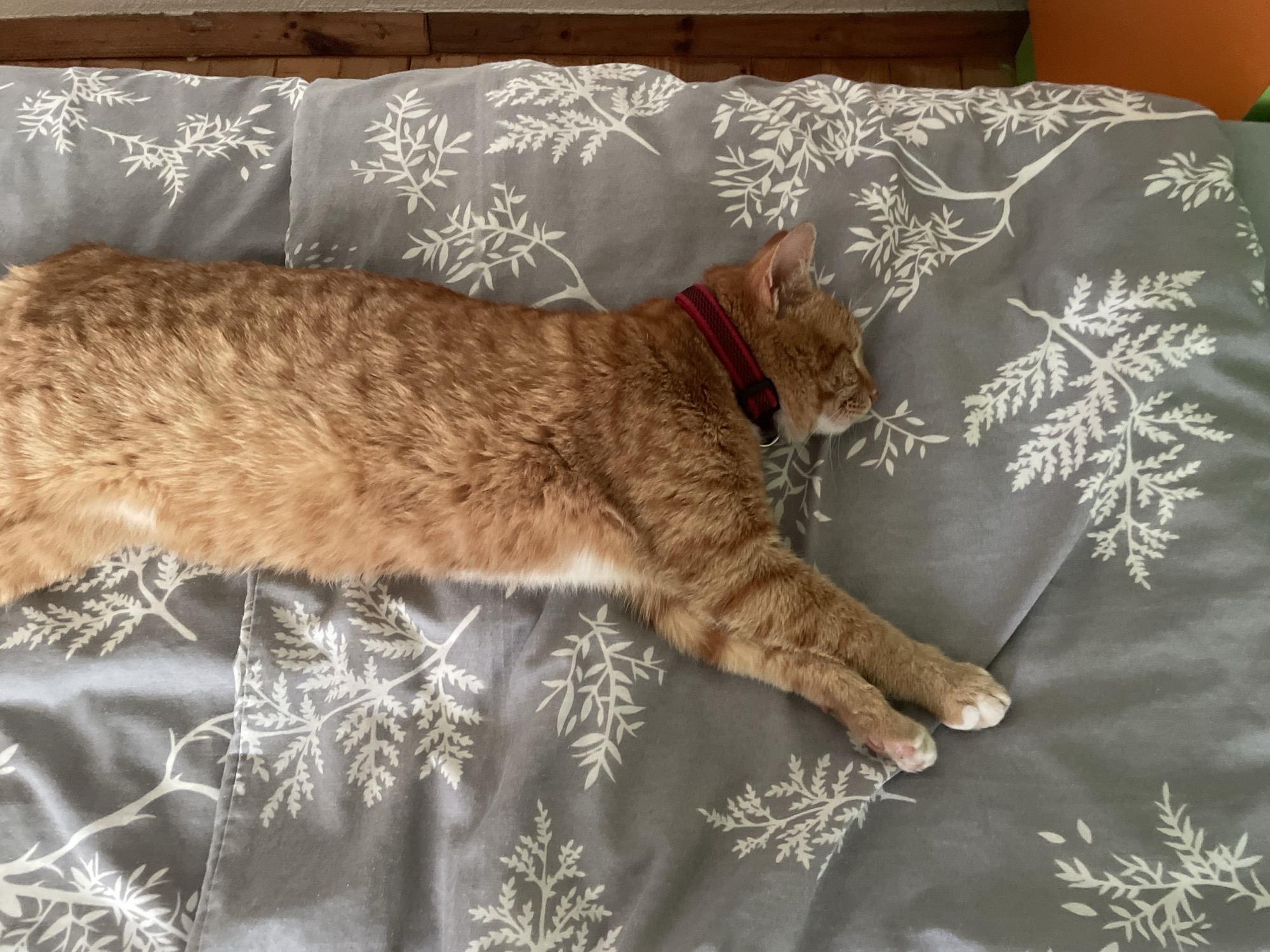 A medium-shot, high-angle indoor photo shows an orange tabby cat with a red collar stretched out on a gray comforter with a white plant print. The cat's head is toward the right side of the image, and its body stretches horizontally across the center of the frame. The cat's front paws are extended. The comforter covers what appears to be a bed. The head of the bed is visible along the top of the frame. The exact location in Zlatograd, Bulgaria, is not discernible from the provided image.