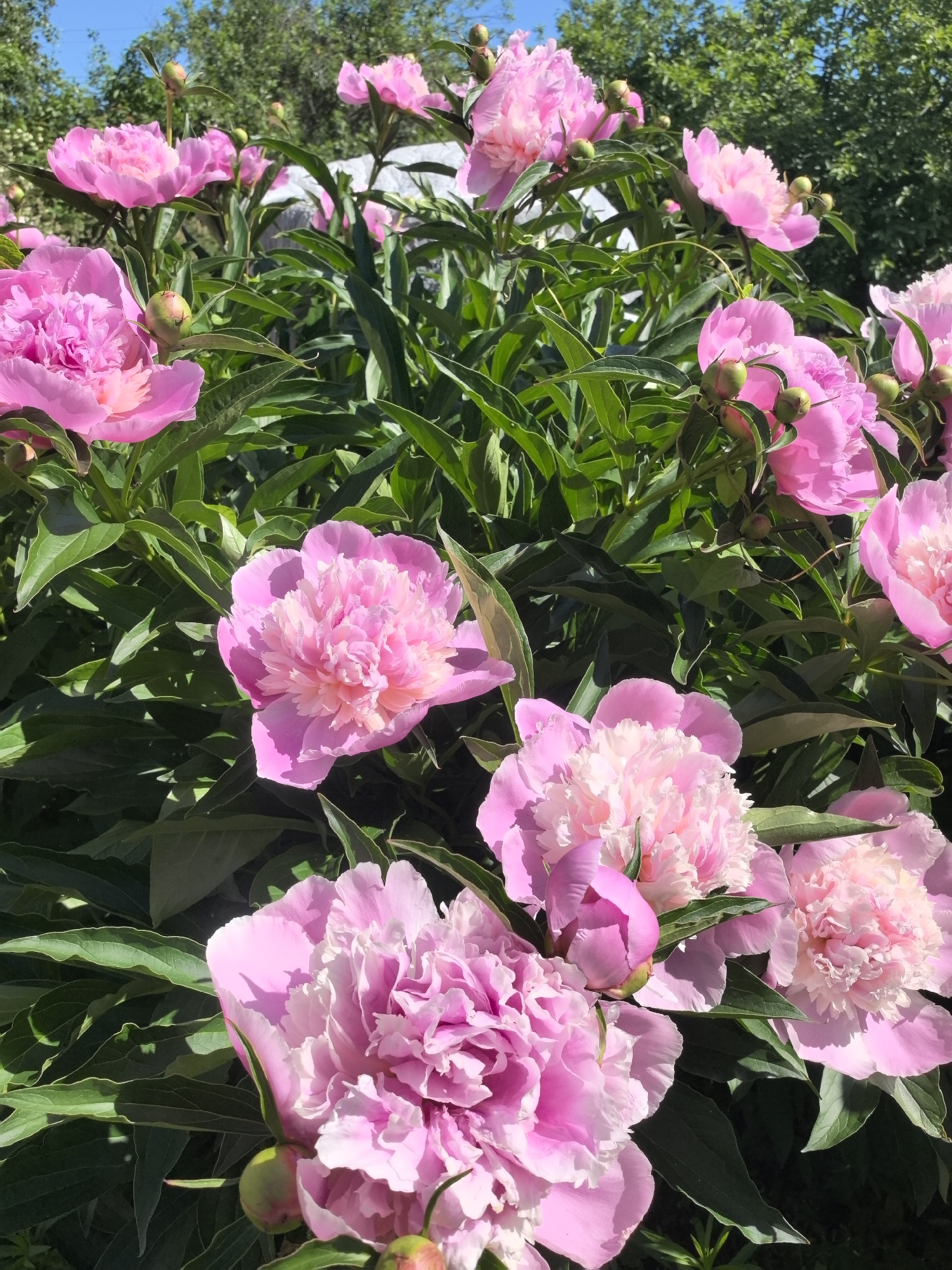 A close-up, eye-level outdoor shot features a cluster of vibrant pink peonies in full bloom. The flowers exhibit multiple layers of ruffled petals, ranging in shade from deep rose to a lighter blush pink at their centers. Some buds, still green and tightly closed, are visible interspersed among the open blossoms. Lush, dark green foliage provides a dense backdrop, with individual leaves clearly defined. The lighting suggests a sunny day, casting soft shadows on the petals and leaves. The scene is set in a garden, likely in Noviy, Russia, given the context. The overall impression is one of natural beauty and the peak of flowering season.