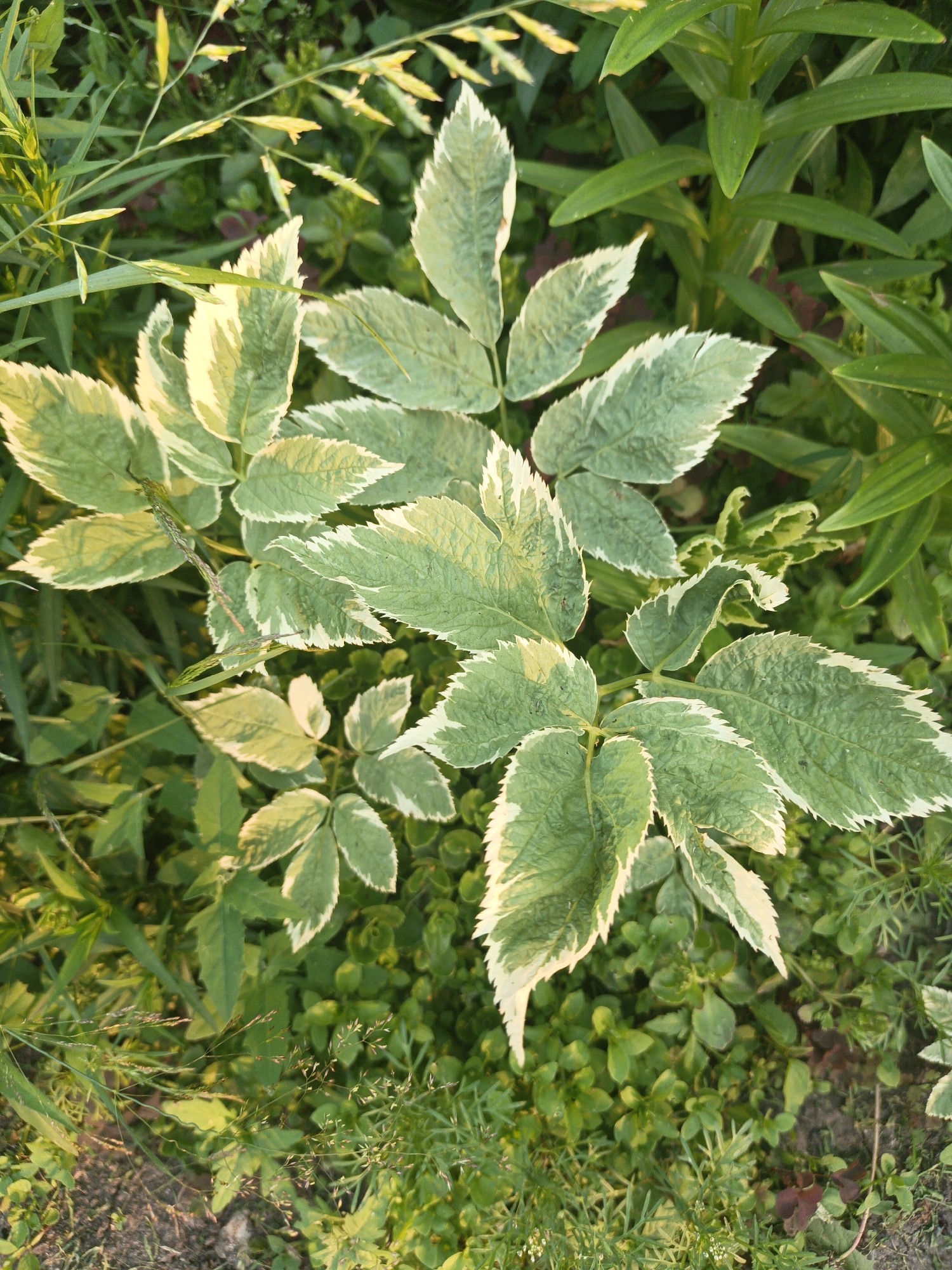 In Kalachevo, Russia, this close-up, top-down shot captures a cluster of variegated plants with serrated leaves edged in cream. The foreground features the prominent leaves of a plant, possibly Aegopodium podagraria 'Variegatum', with a variegated pattern of green and white. The background is filled with various green foliage, including taller, smooth-leaved plants and smaller, clover-like ground cover, creating a dense, naturalistic garden scene. The lighting suggests it's either early morning or late afternoon, with a warm glow illuminating the leaves. The ground is partially visible, appearing as dark soil with scattered dried leaves and thin blades of grass.