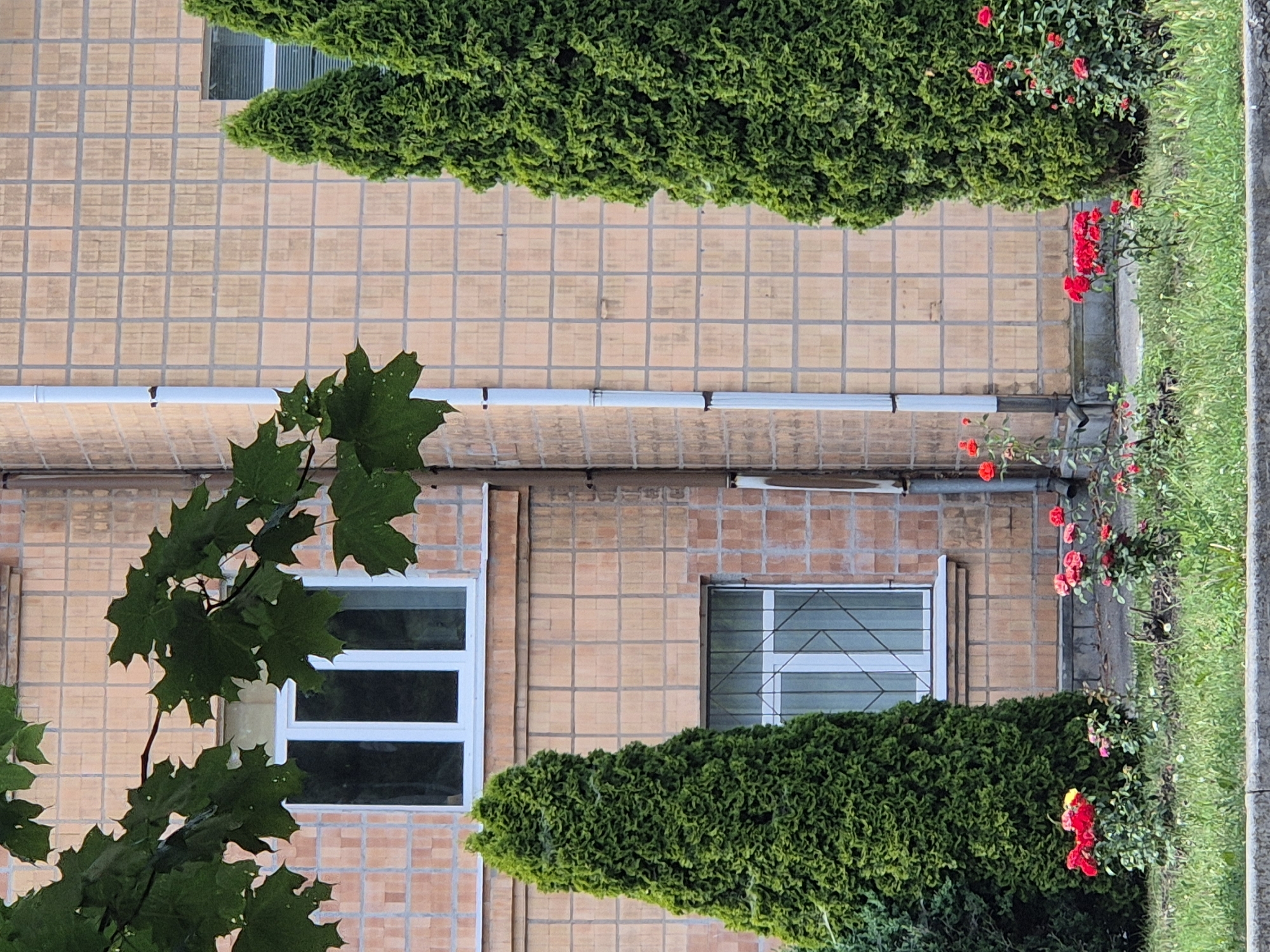 This is a top-down shot of a building's exterior wall, covered in light brown square tiles with dark gray grout. Two large, dense green hedges flank the wall, one at the top and one at the bottom, their textures suggesting they are well-maintained shrubs or trees. Red roses bloom along the edge of the bottom hedge and on the right side of the frame, adding pops of color to the scene. A branch with large, dark green maple leaves hangs into the frame from the left, partially obscuring a window. The building has at least two windows visible, one with white horizontal panes and another with a white frame and a diamond-shaped metal grate. A white pipe runs horizontally across the middle of the wall. To the right of the building, a strip of bright green grass and a grey concrete curb are visible, suggesting an outdoor, possibly urban or suburban, setting. The lighting suggests it could be daytime, but the soft light and the absence of strong shadows make it difficult to determine the exact time of day or weather conditions. No people are visible, and no text is present. The overall impression is one of a quiet, well-kept exterior space, possibly in Sozonivka, Ukraine, given the location context.