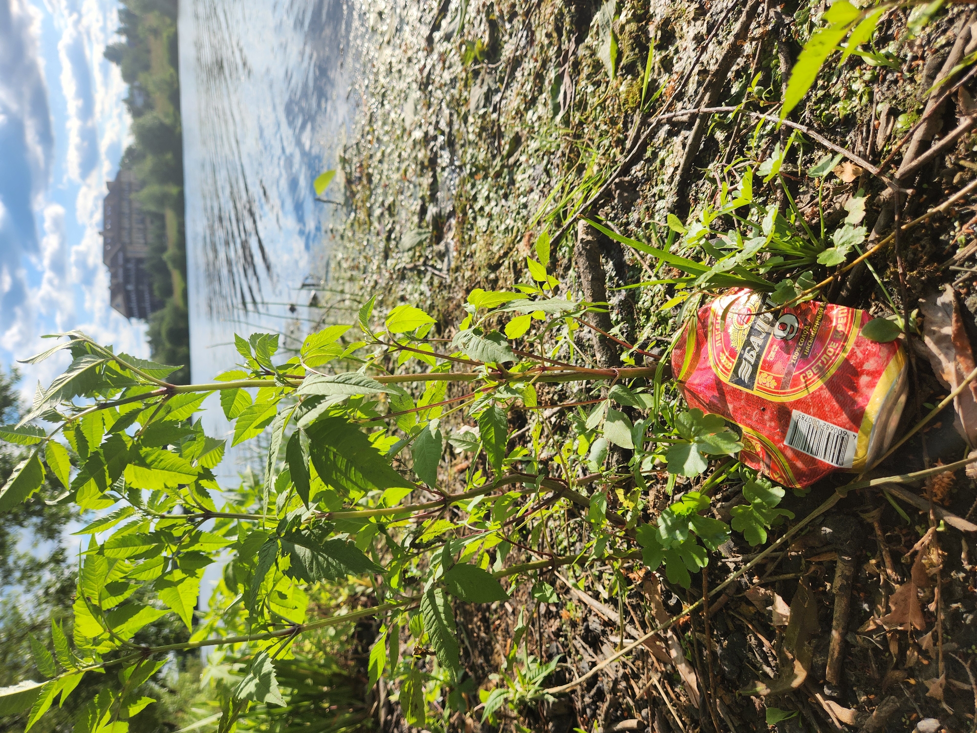 This media file captures a close-up of a crushed red and yellow beverage can lying on the ground amidst dry leaves, twigs, and green vegetation. The can appears to be a beer can, with Cyrillic text visible, including "БАЛТИКА" (Baltika) and a barcode. The scene is outdoors, with the edge of a body of water in the background. The water is reflective, showing a blue sky with scattered white clouds and distant greenery. A large building, possibly a multi-story hotel or apartment complex, is visible on the opposite bank of the water, partially obscured by trees. The lighting suggests it is daytime, likely sunny, given the bright reflections on the water and the strong shadows cast by the vegetation. The overall impression is a natural setting, possibly a park or recreational area by a lake or river, marred by litter. The focus is on the discarded can and the surrounding natural elements. The scene doesn't depict any people or specific activity, but rather a static image of nature with a human-made artifact of litter.