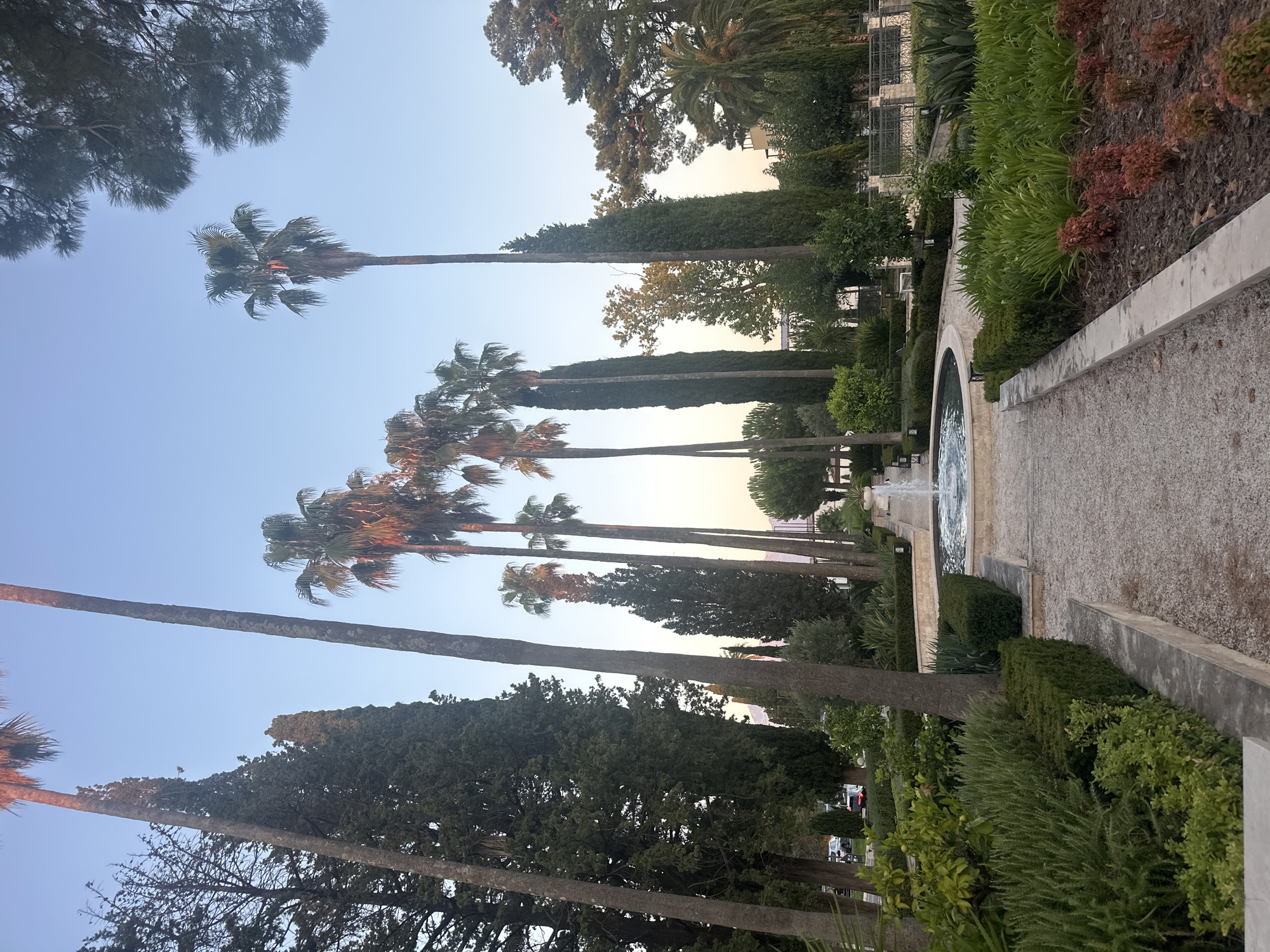 The image depicts a formal garden with a fountain at its center, located in Kumbor, Montenegro. A pathway of fine gravel leads towards the fountain, which is surrounded by low, manicured hedges and planted beds. Tall palm trees and cypress trees dominate the background, with a clear sky overhead. The lighting suggests it is either early morning or late afternoon, with warm light illuminating the tops of the palm trees. Several cars are visible in the distance, parked on a road bordering the garden. The scene is serene and well-maintained, indicative of a public park or estate.