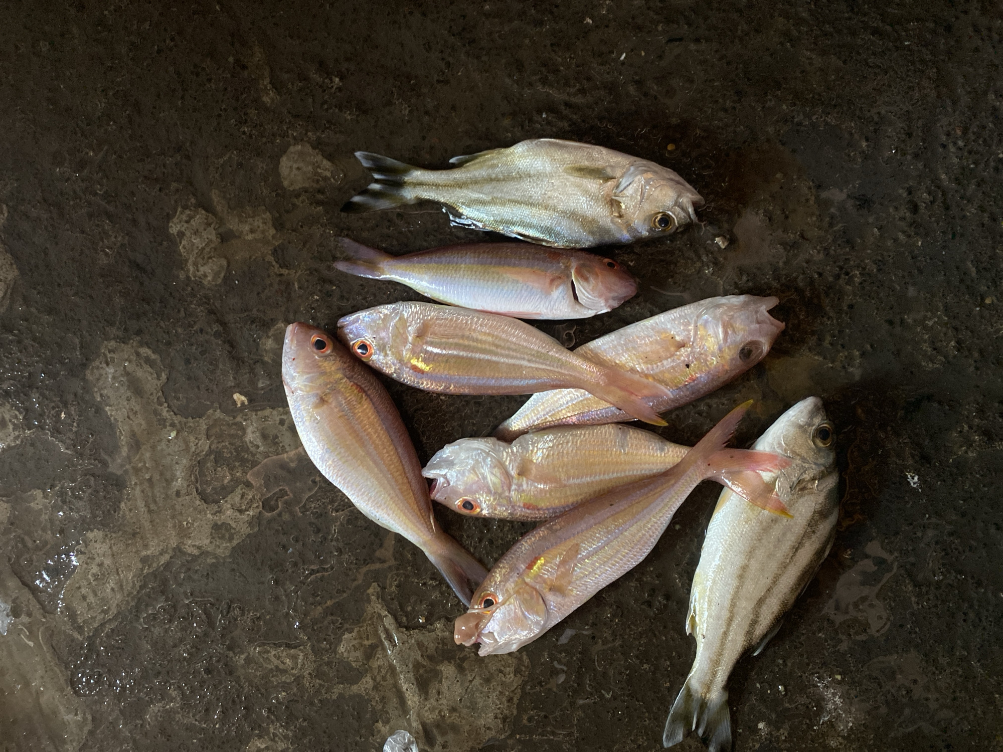 Eight fish are laid out on a wet, dark, textured surface. The fish are of varying sizes and colors, with most being a light pinkish-orange color and one being silver with dark stripes. One fish is positioned in the lower left corner, facing left, with its body oriented horizontally. The other seven fish are grouped together in the center and right of the frame, with their heads generally pointing towards the top or right. Several of the fish appear to be of the same species, characterized by thin bodies, prominent eyes, and subtle red markings. The surface they are on has a rough, possibly concrete, texture with visible dampness and some pooled water. The lighting suggests an outdoor setting, possibly a market. The image was taken in Bantaeng, Indonesia, implying this scene could be from a local fish market or a similar commercial area.