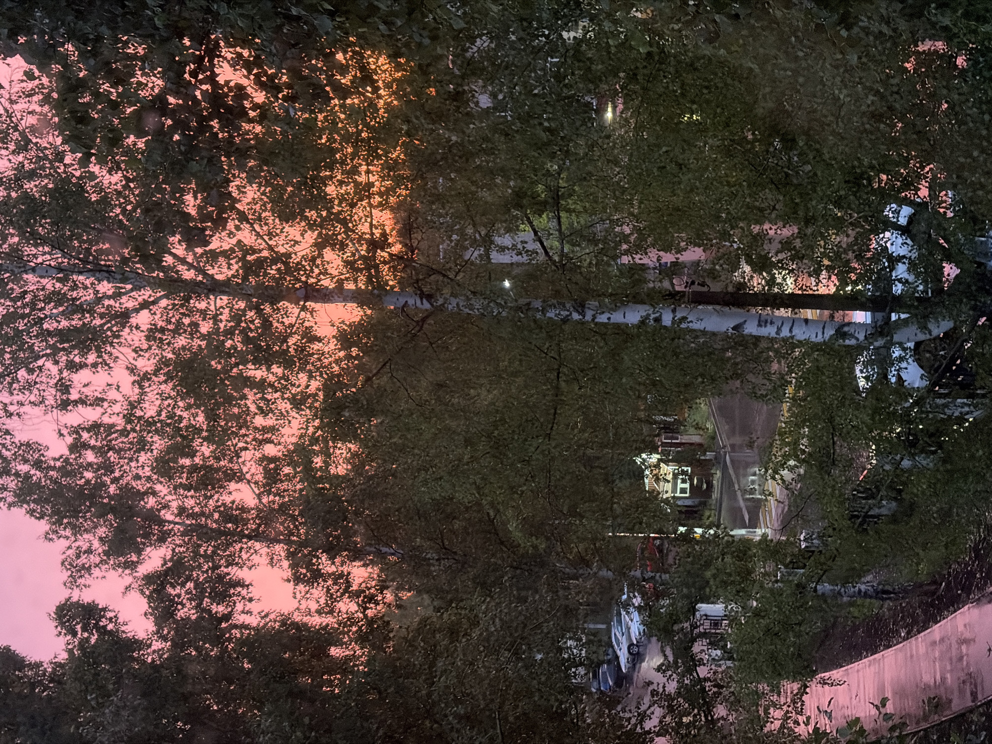 The image captures a twilight scene in Chaikovsky, Russia, characterized by a vibrant pink and orange sky peeking through dense foliage. In the foreground, a wet, pink-hued pathway curves to the left, reflecting the sky's colors. Trees, primarily birch and other deciduous types with dark green leaves, dominate the frame, creating a natural canopy.
Beneath the trees, a street is visible with parked cars, including a white sedan and a darker vehicle, their surfaces appearing wet. A small building with white walls and a dark roof is also present. A crosswalk with yellow stripes is faintly discernible on the wet road surface. The overall impression is of a tranquil, slightly damp evening in a residential or park-like area within the city.
