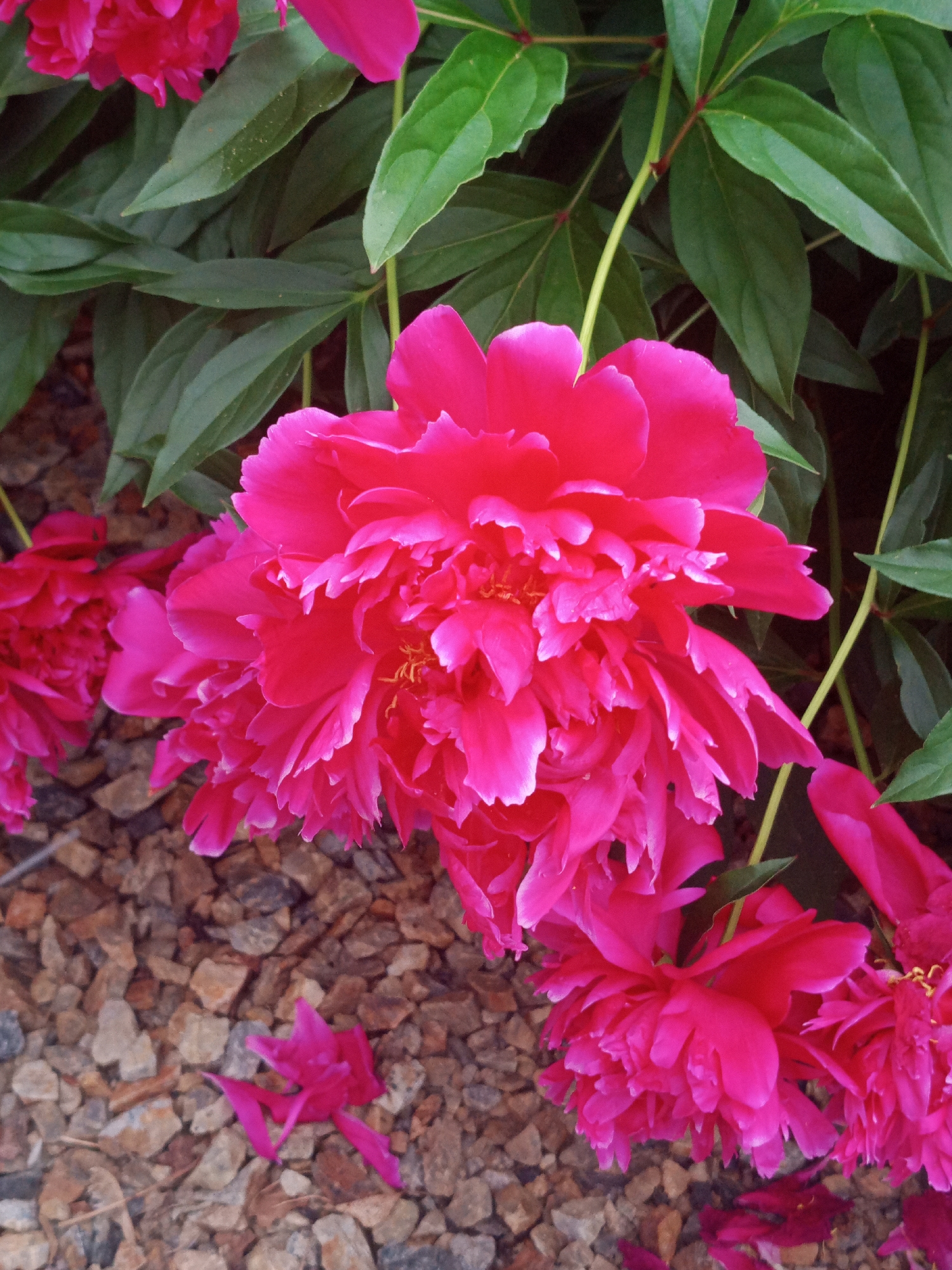 The image shows a close-up view of several bright pink peonies in bloom, surrounded by dark green foliage. The flowers are the primary subject, with their layered petals and vibrant color dominating the frame. In the lower portion of the image, a bed of small, multi-colored gravel is visible, suggesting an outdoor garden setting. A few fallen petals are scattered on the gravel. The overall impression is one of lush, natural beauty, characteristic of a garden in bloom during the spring or early summer. There are no people or man-made structures visible, and the image does not provide any specific clues about its location within the city of Yurga, Russia.