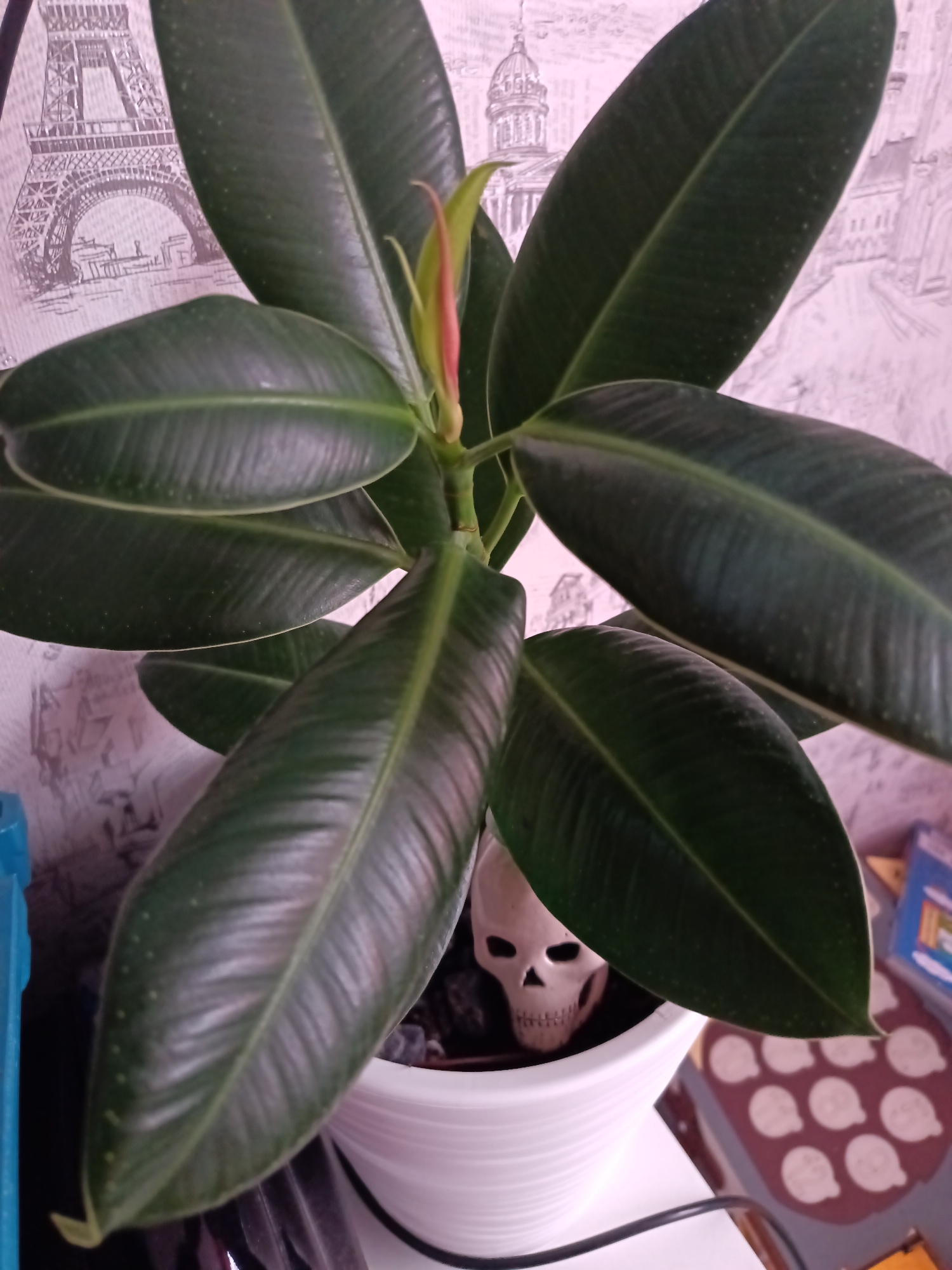 The image displays an indoor scene featuring a potted Ficus elastica, commonly known as a Rubber Plant, placed in a white, fluted pot. The plant dominates the frame with its large, dark green, glossy leaves. A new, reddish-pink leaf is in the process of unfurling at the top center of the plant. Small white or pale spots, possibly dust or water marks, are visible on the surface of several leaves.
Nestled within the plant pot, at the base of the main stem, is a small, white decorative skull figurine. The background features light-colored wallpaper adorned with line drawings of famous architectural landmarks, including a depiction of the Eiffel Tower on the left and a domed building on the right, suggesting a European theme.
To the left of the plant, a portion of a dark blue plastic container is visible. On the right, a brown silicone mat with multiple skull-shaped molds is laid out on a surface, likely intended for baking or ice cube creation.
The scene is a static interior shot, likely in a home in Osa, Russia. No specific activity is occurring, and no people are visible. The lighting is consistent with an indoor setting, possibly illuminated by indirect natural light or artificial sources. There is no visible text in the image. The overall impression is a decorated personal space with a plant and some quirky decor elements.