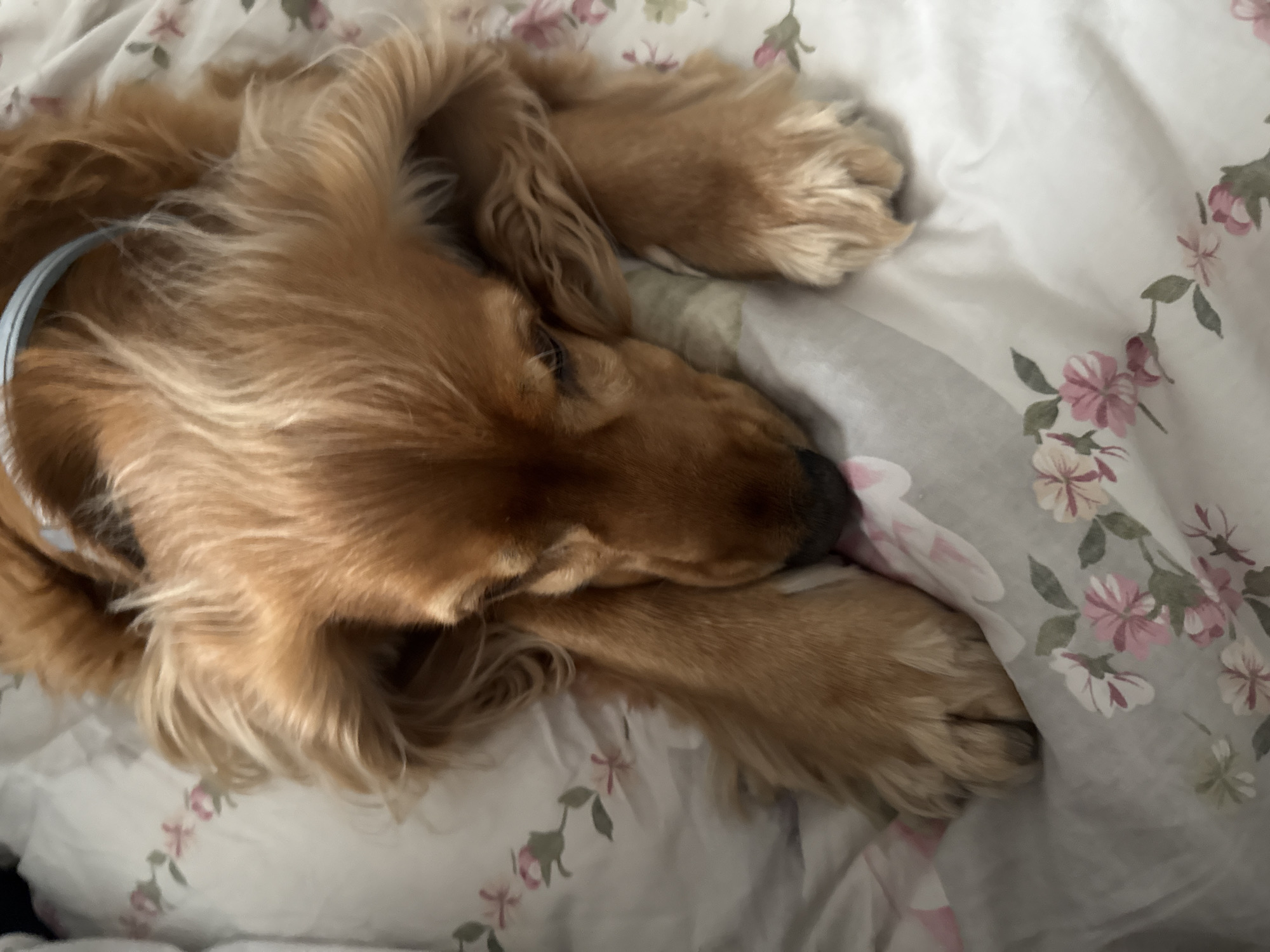 A tan-colored dog is sleeping on a floral-patterned bed. The dog is curled up, with its head resting on its paws and its eyes closed. The dog's fur is long and wavy, and it has floppy ears. The bedsheets are white with a pattern of pink and green flowers. The lighting suggests it may be daytime. The overall scene conveys a sense of peace and comfort.