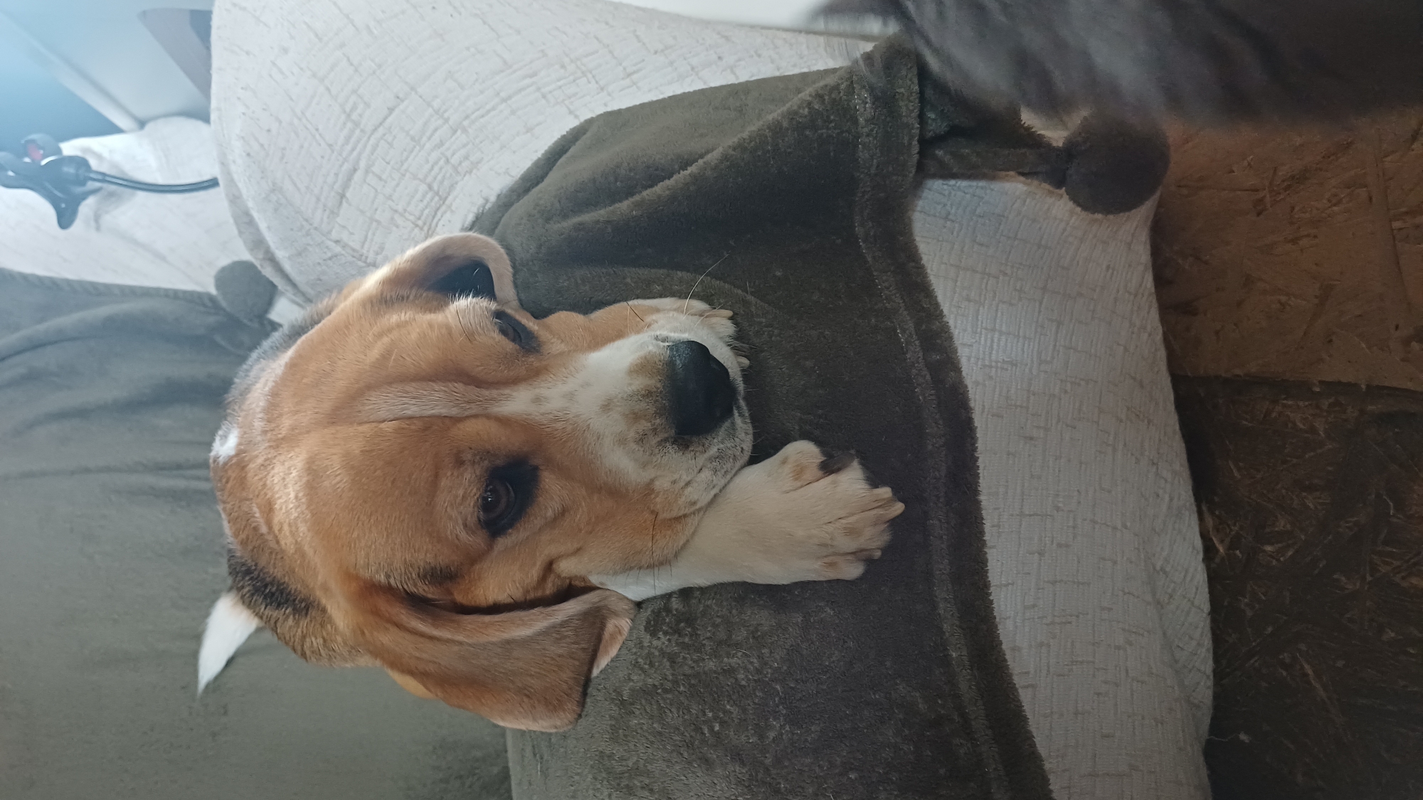 An image taken in Timokhovo, Russia, shows a beagle dog comfortably resting on a sofa or bed, partially covered by a dark olive-green blanket. The dog, which appears to be young, has characteristic brown, white, and black markings, with its head resting on its front paws. Its dark eyes are open, giving it a calm and relaxed expression.
The dog is lying on a light-colored, possibly off-white or beige, textured cushion or pillow. The fuzzy, soft texture of the blanket is clearly visible. In the upper left background, there's a bright light source causing a lens flare effect, and a black flexible arm with a clamp, possibly a phone holder or small lamp. To the far right, a brown, rough-textured wooden surface, possibly particle board or OSB, is visible, suggesting a rustic or unfinished element in the interior decor. The overall lighting indicates it is daytime. No text is visible in the image.
