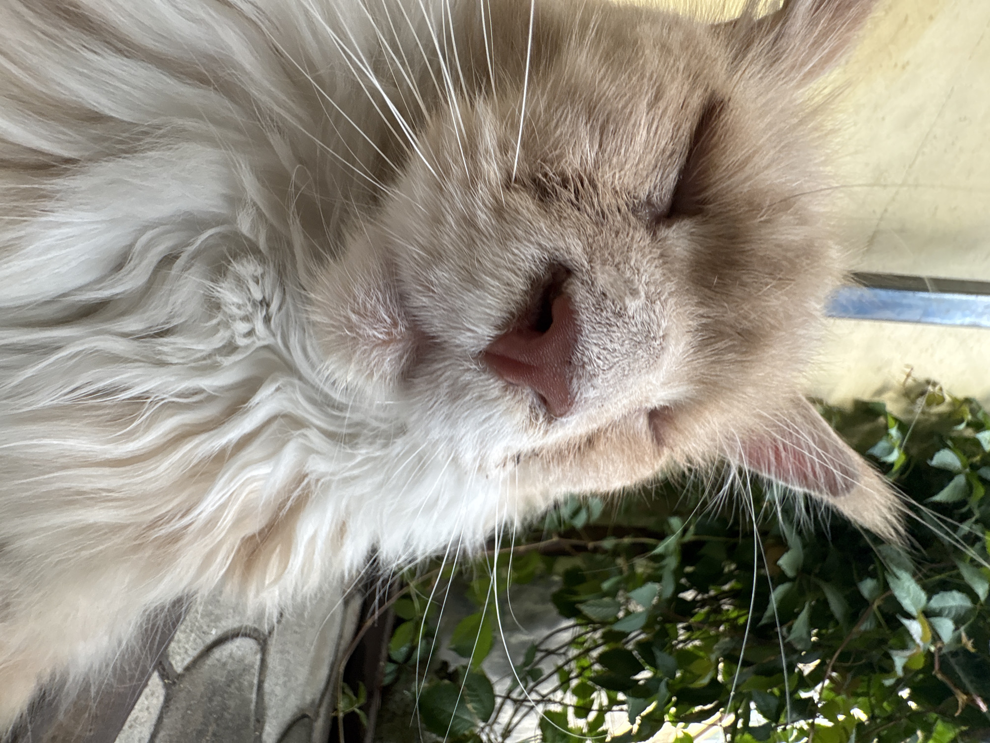 The image shows a close-up, overhead view of a fluffy, light-colored cat with its eyes closed, appearing to be sleeping or resting. The cat's fur is long and soft, with variations in color from white to beige. Its whiskers are prominent and long. The cat's pink nose and the fur around its snout are visible. In the background, there are green leaves of a plant, suggesting an outdoor or semi-outdoor setting. A portion of a gray, possibly stone, surface is visible in the lower left, and a metallic bar or edge is present in the upper right. The lighting suggests it might be daytime. No text is visible in the image. The overall impression is one of peacefulness and relaxation.
