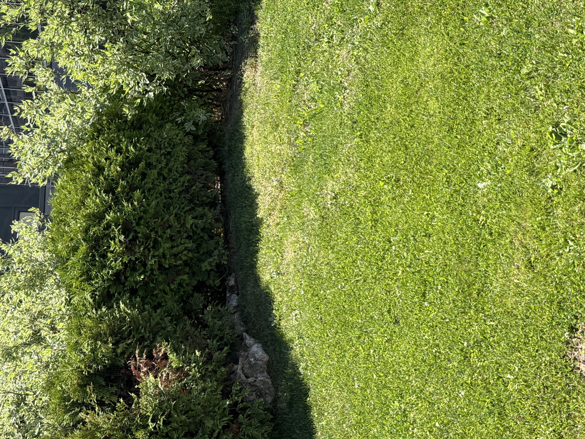 The image shows a patch of green grass occupying the right side of the frame. To the left is a dense line of green bushes and trees, casting a shadow onto the grass. Stones border the grass and bushes. The upper left corner shows a building facade. The image could be a park or a garden, but I can't verify its location in Sofia, Bulgaria without additional information.