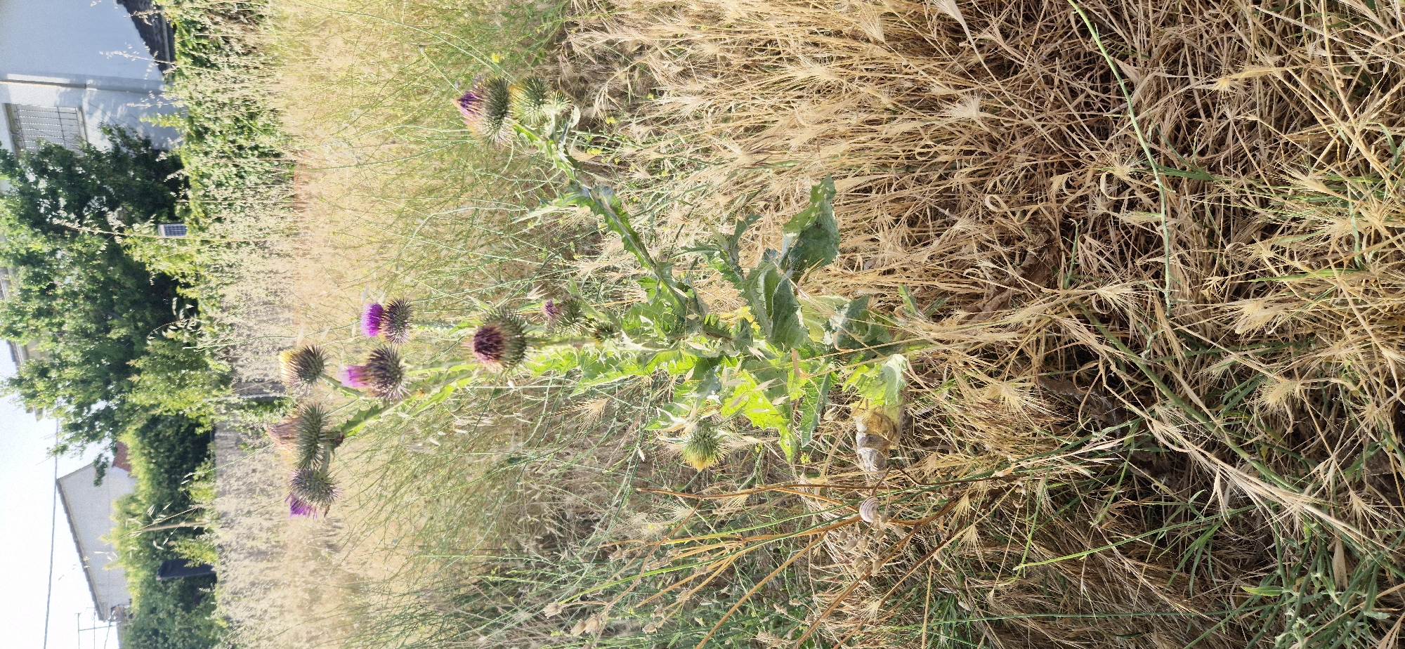 A thistle plant with purple flowers is in the center of the frame, surrounded by dry grass and some green foliage. In the background, there are trees and the tops of buildings, suggesting an urban or suburban environment. The lighting indicates it is daytime. A snail is visible on a stem to the left of the thistle.