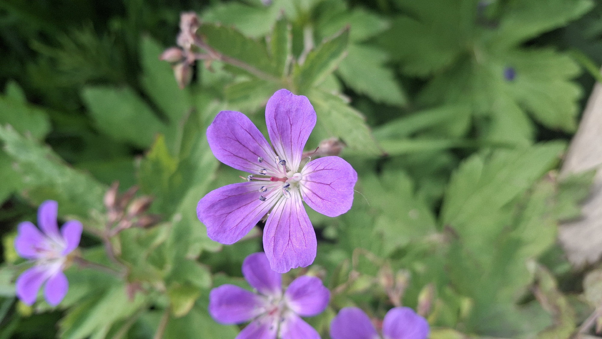 The image presents a close-up, top-down view of vibrant purple flowers and green foliage, set in an outdoor environment in Kipen, Russia. The main subject is a solitary purple flower positioned centrally, sharply in focus. It features five distinct petals, each displaying delicate, darker purple veins that radiate from the lighter white center. The flower's reproductive parts, including stamens with dark anthers and a central pistil, are clearly visible.
Surrounding the prominent flower, several other purple flowers are visible in varying degrees of blur, suggesting a shallow depth of field. These include one in the lower left, partially visible in the bottom center, and hints of others towards the bottom right. The background is dominated by lush green leaves of various shapes and sizes, mostly out of focus, creating a natural, soft backdrop. Several small, brownish-purple flower buds are also scattered among the leaves and near the out-of-focus flowers.
The scene depicts a peaceful moment in nature, likely during daytime, given the clear, even lighting. There is no explicit activity taking place, nor are there any people or visible text in the image. The overall impression is one of natural beauty and tranquility.